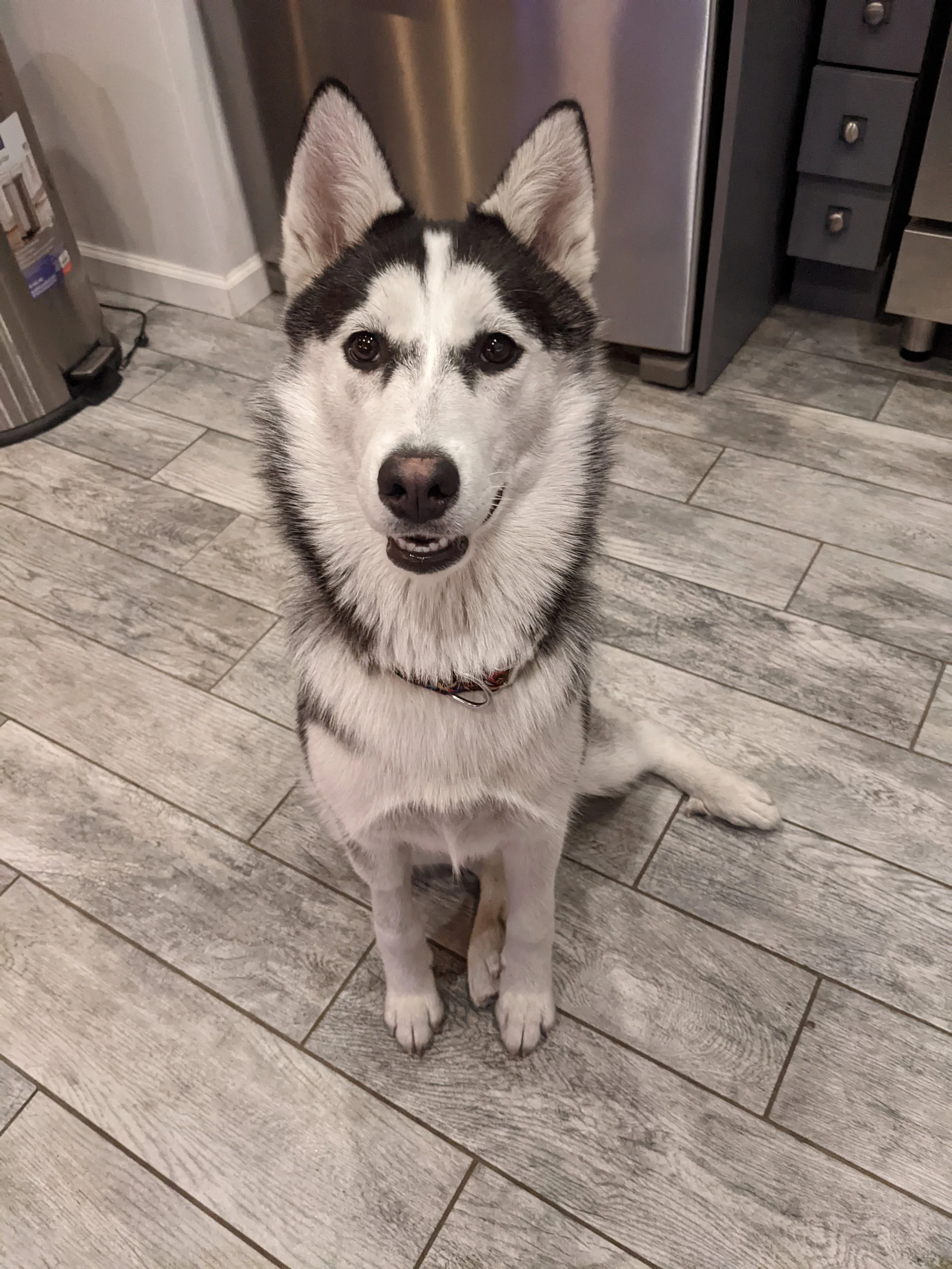 Siberian Husky sitting on gray tile floor