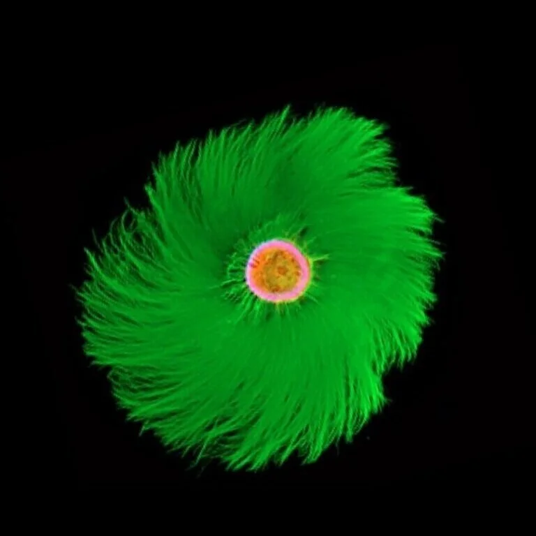 Cells-Print_F4.jpg