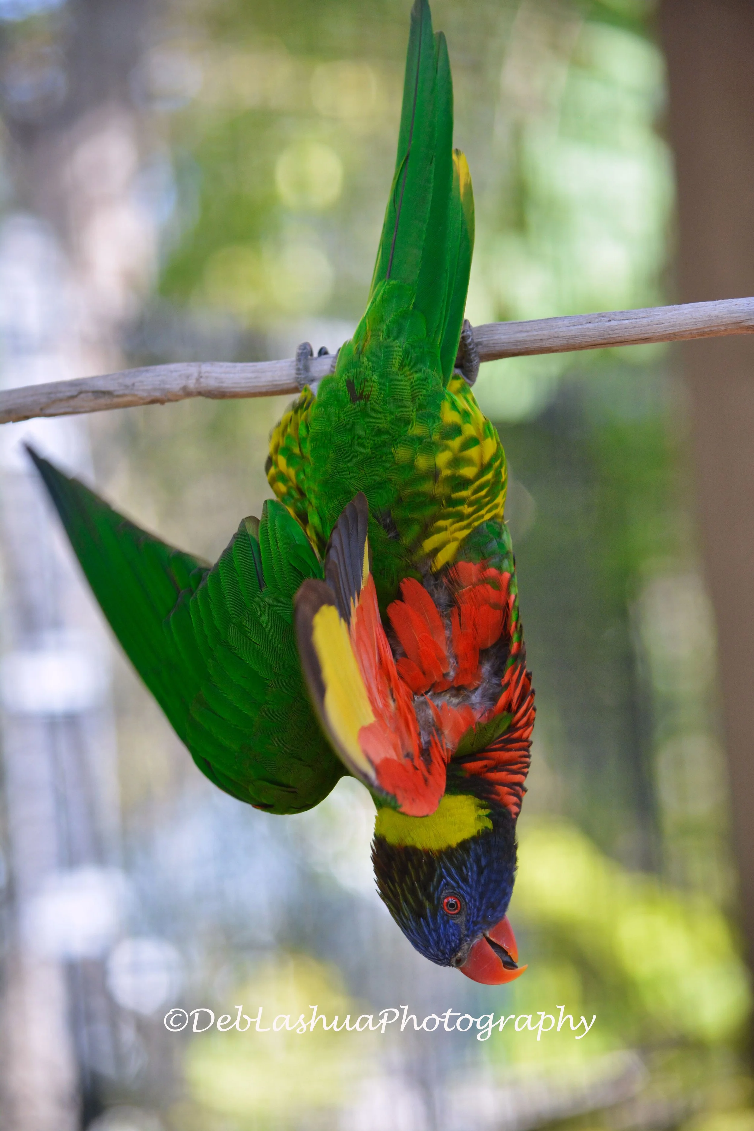 Hanging in a Burst of Color