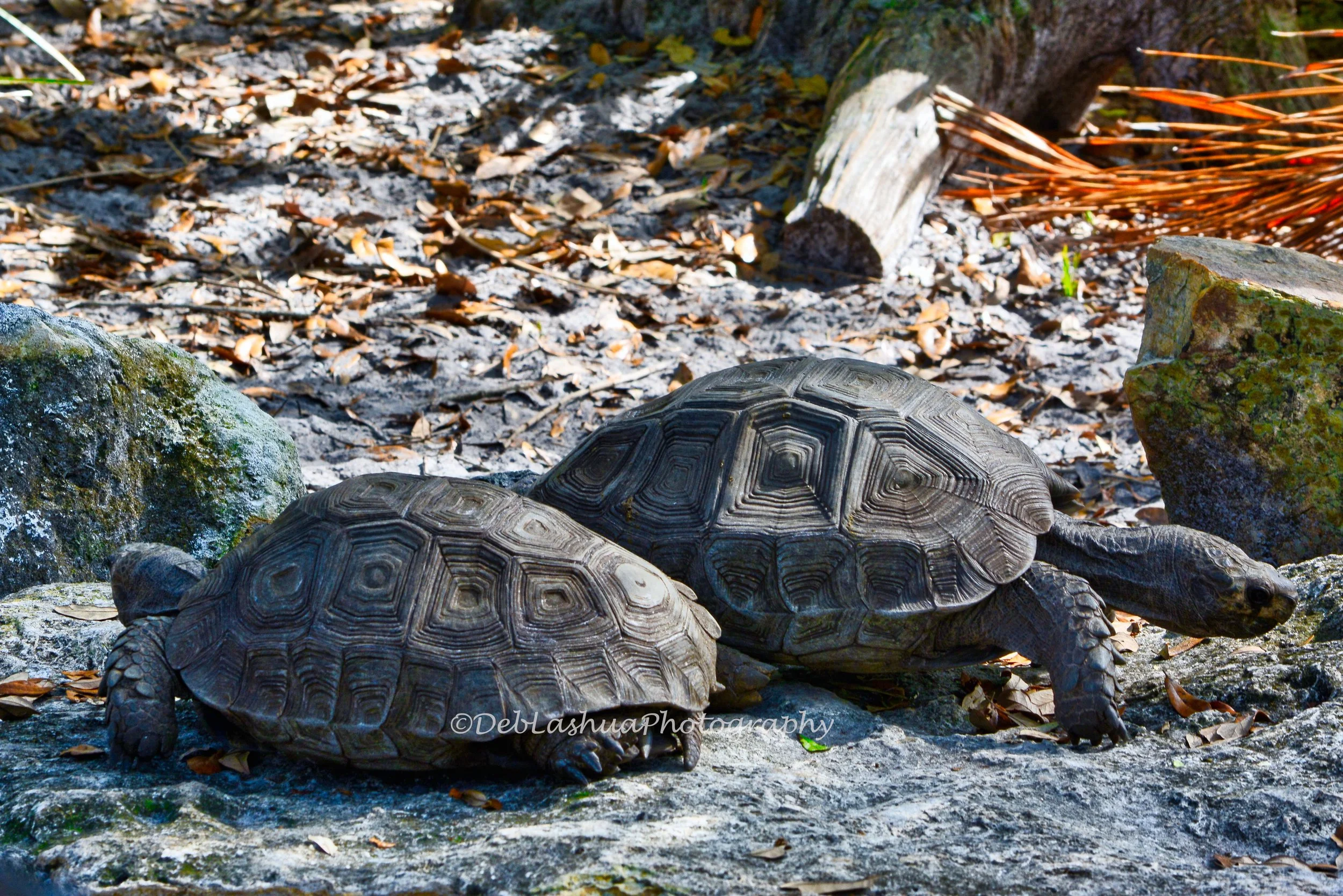 Slow Companions on Ancient Paths