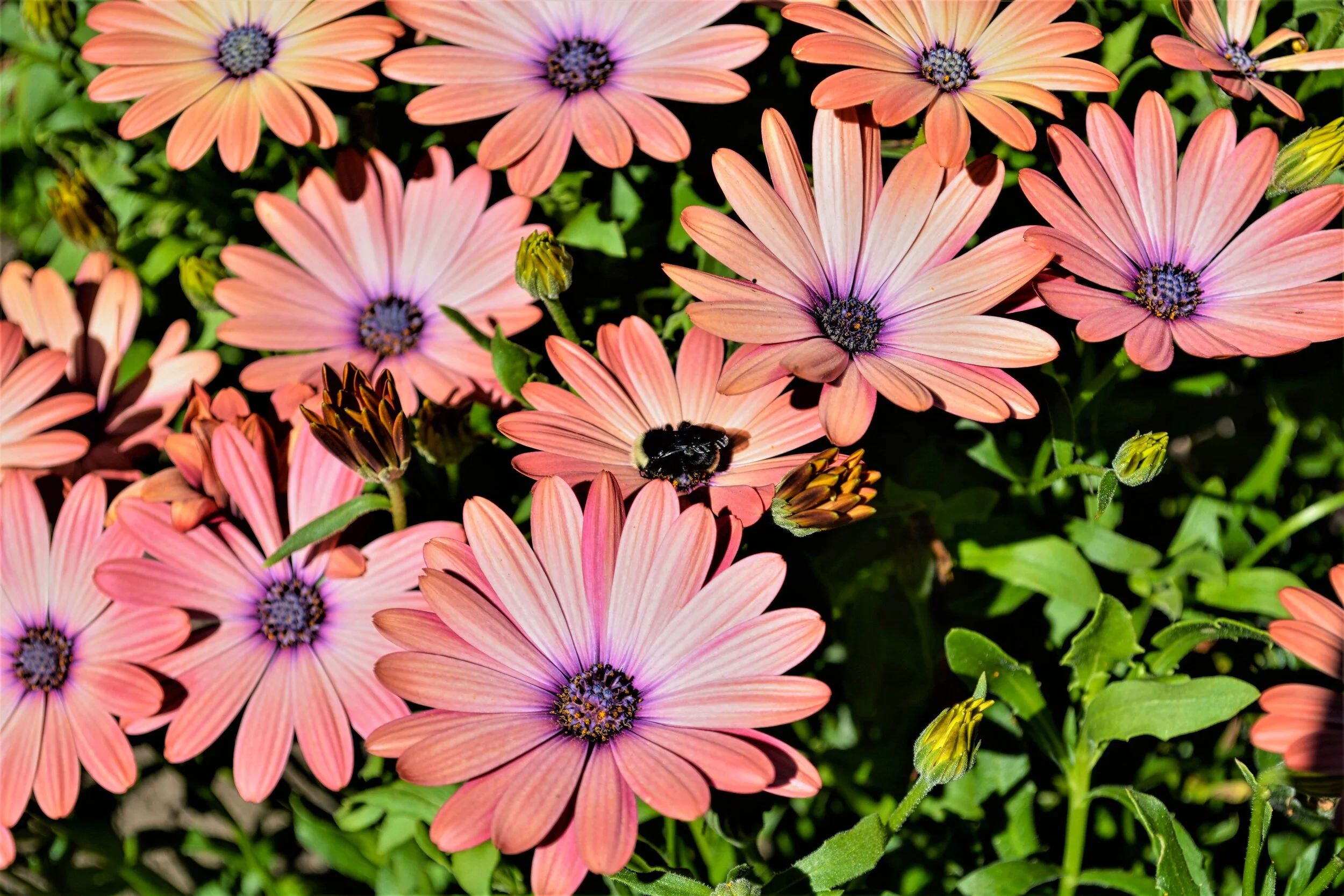 Vibrant Daisy Blooms with Bumblebee