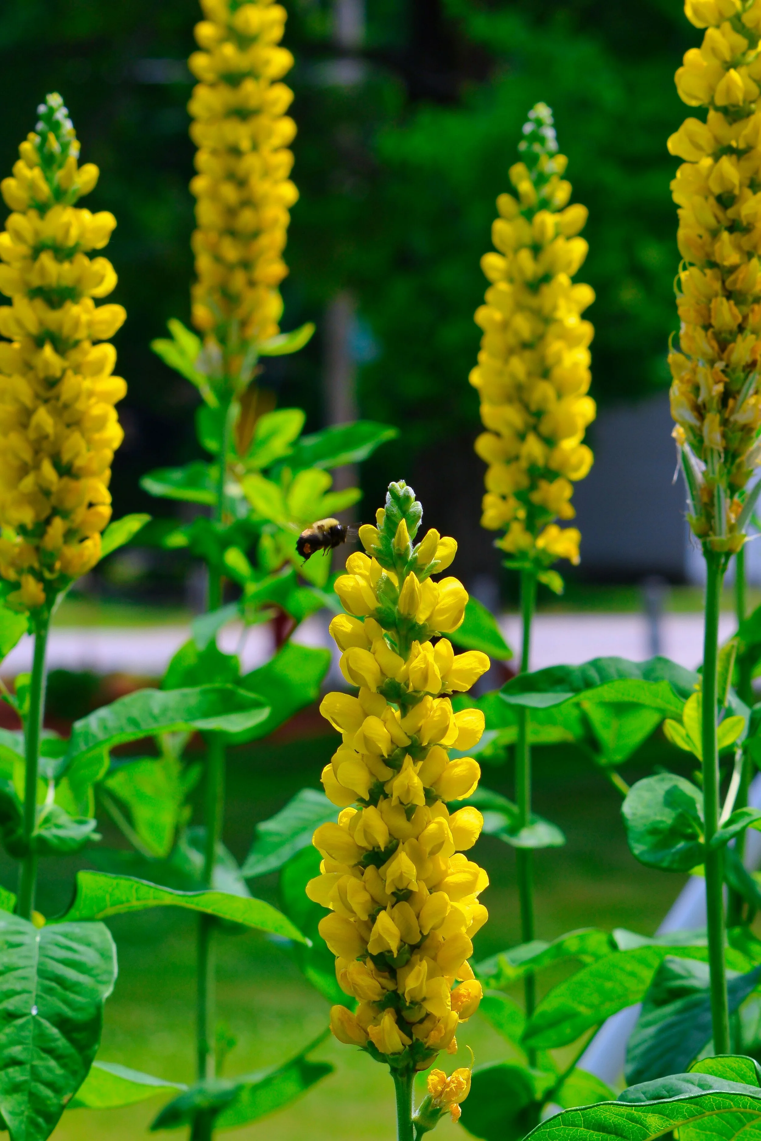 Golden Dance of Nature