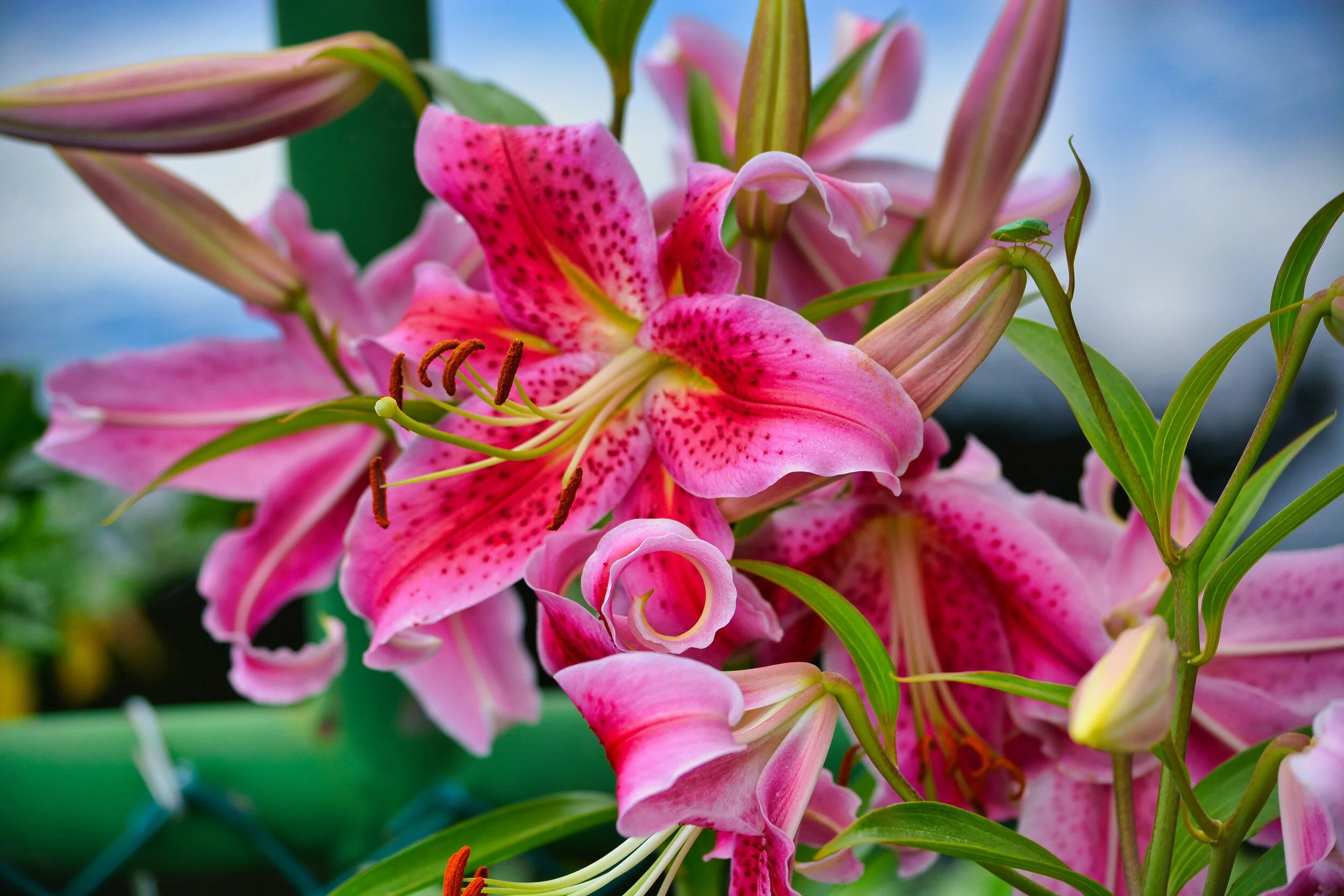 Vibrant Pink Lilies in Bloom