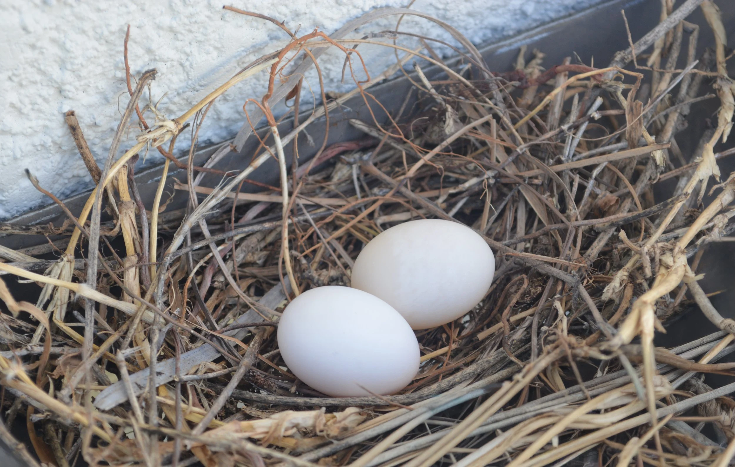 Promise in the Straw