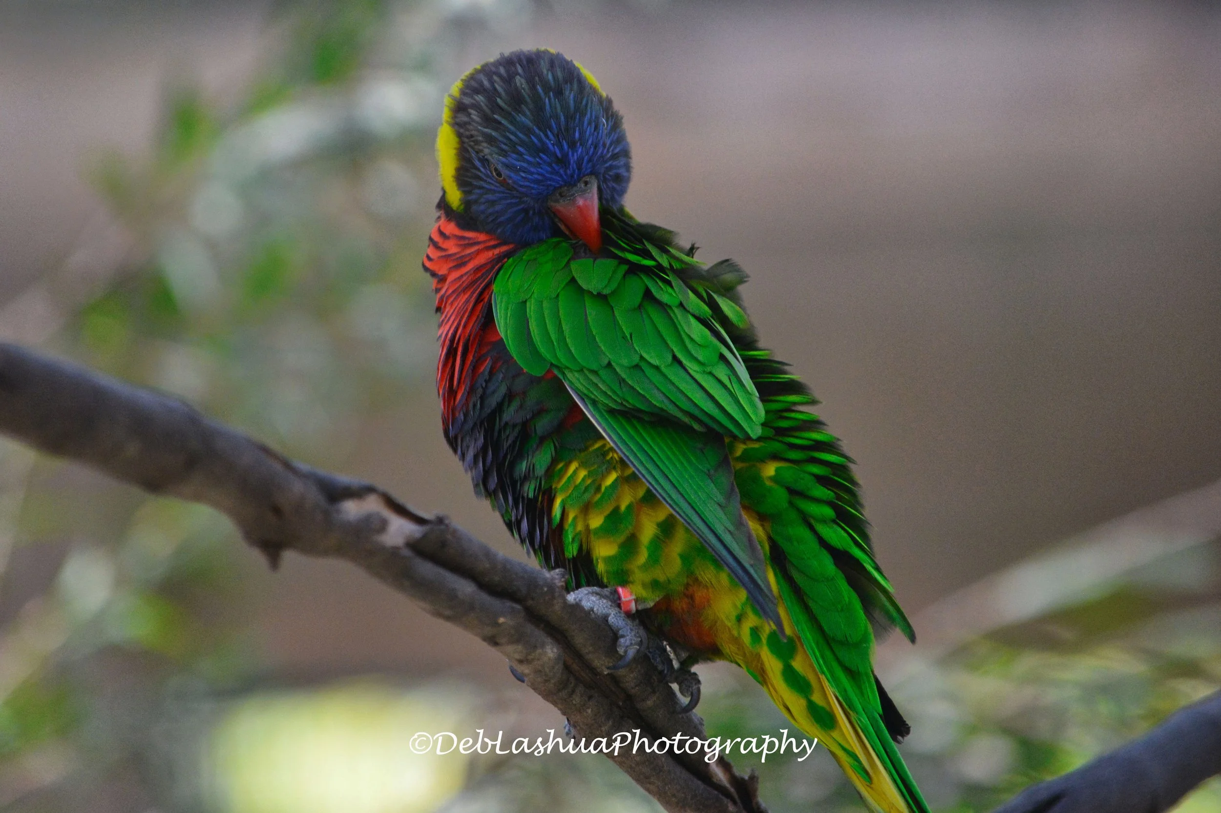 Feathers of the Rainbow