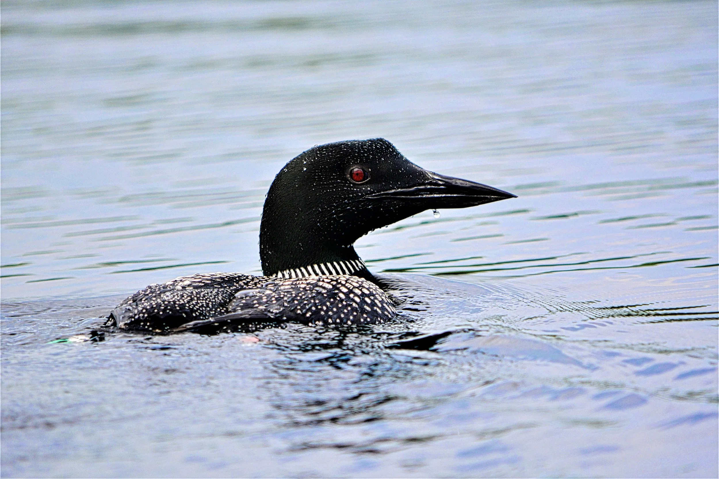 AS-317312058-Loon2.jpg