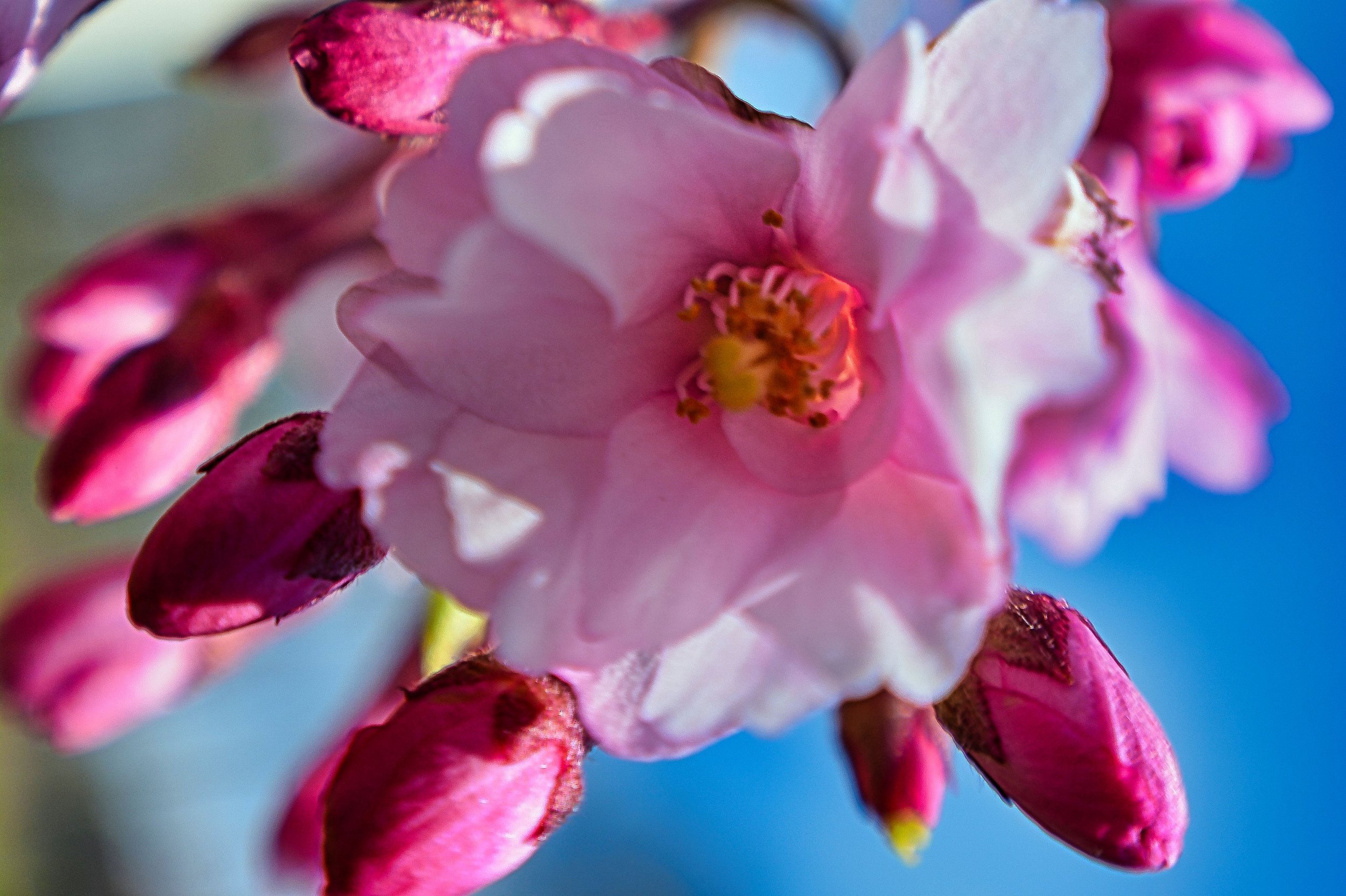 Weeping Cherry Blossom in Full Flourish