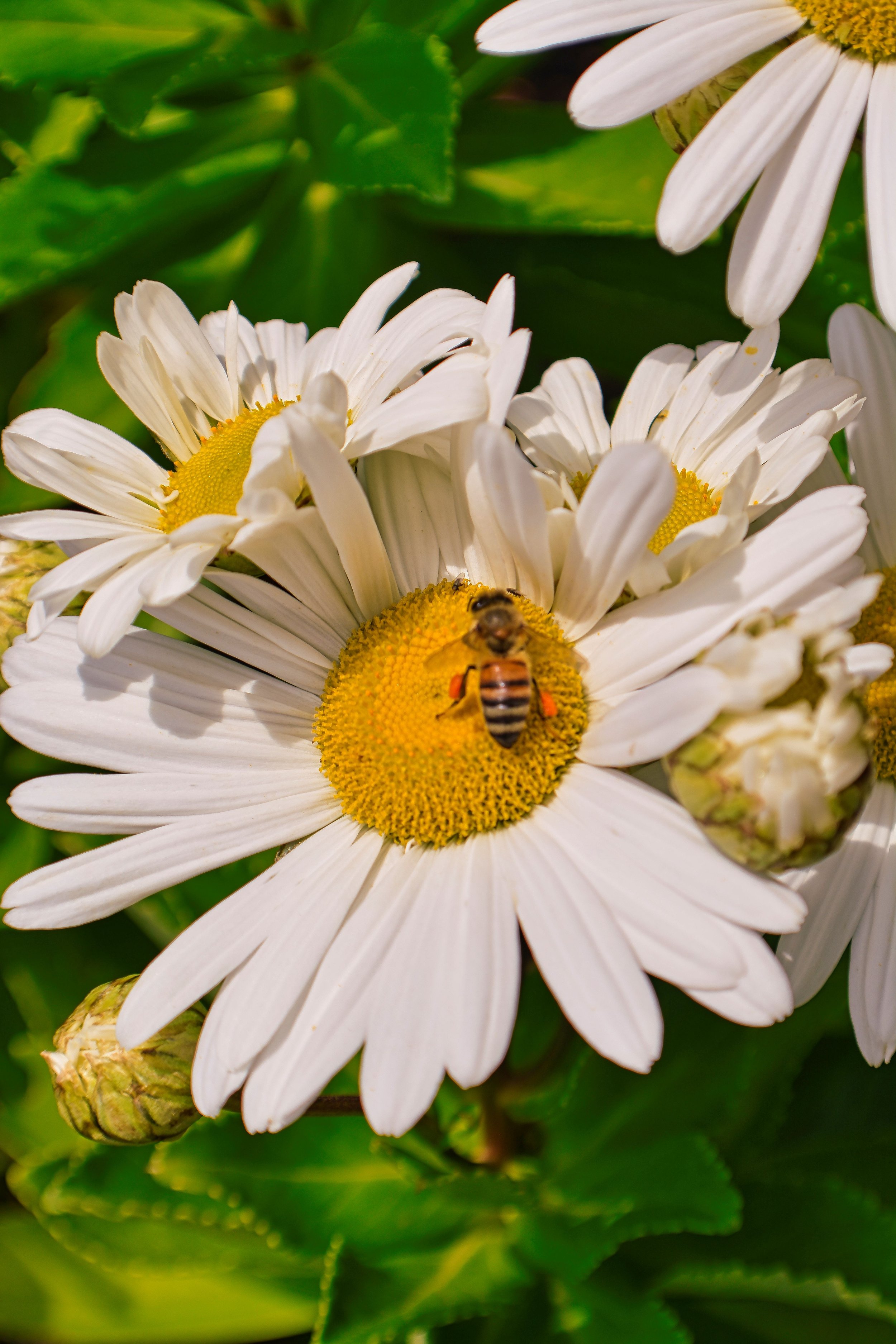 Pollen Pursuit