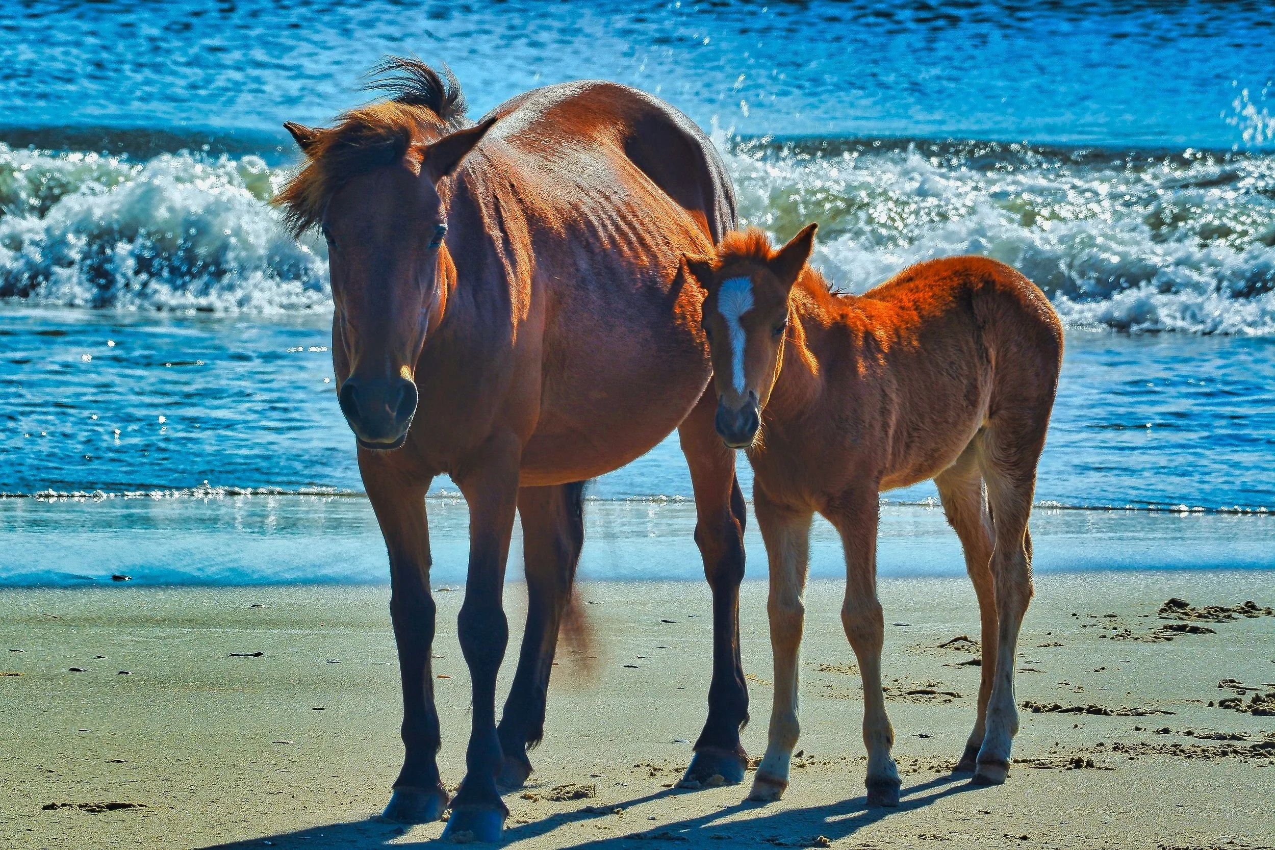 Whispers of the Wild Shore