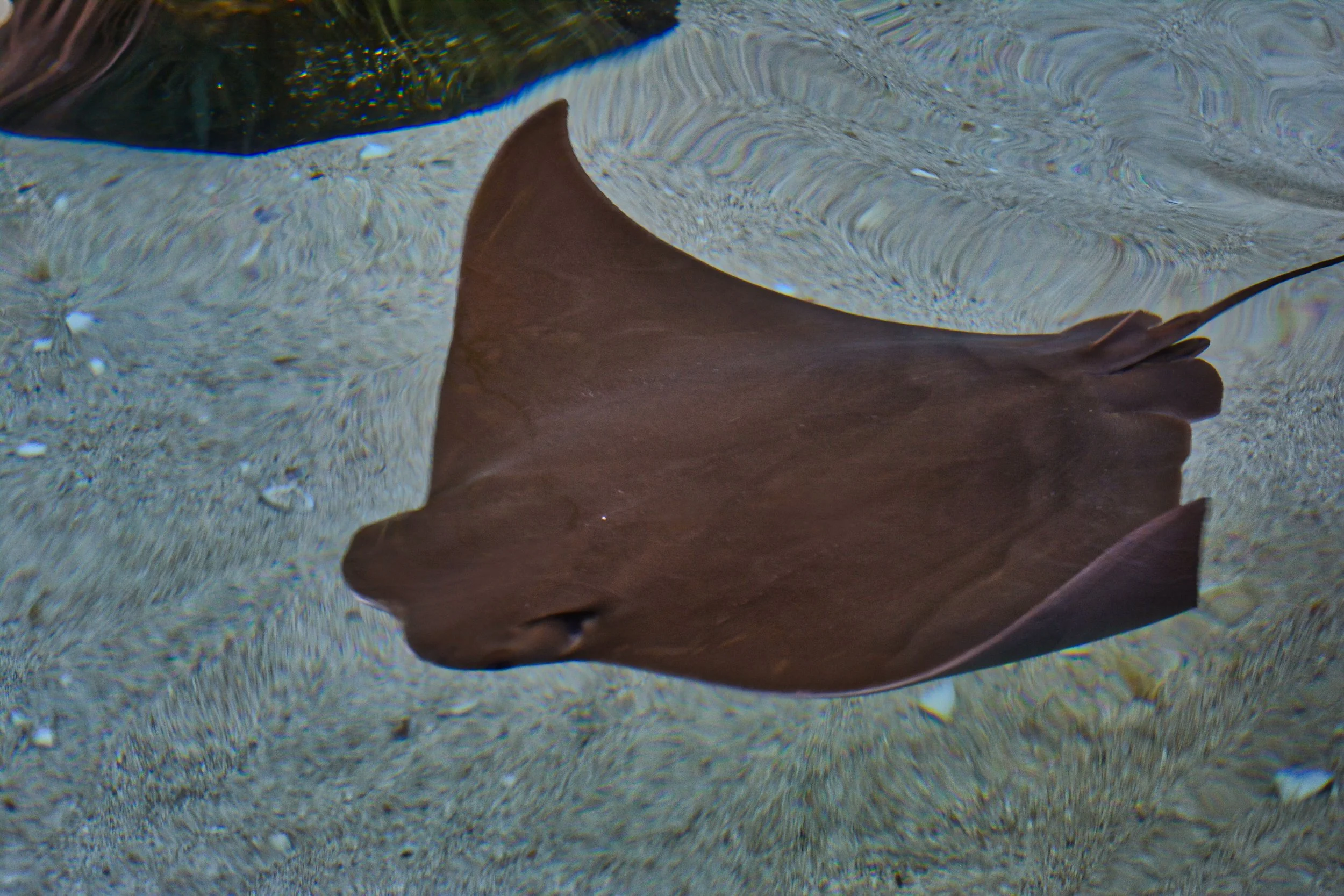 Silent Glide Beneath the Surface