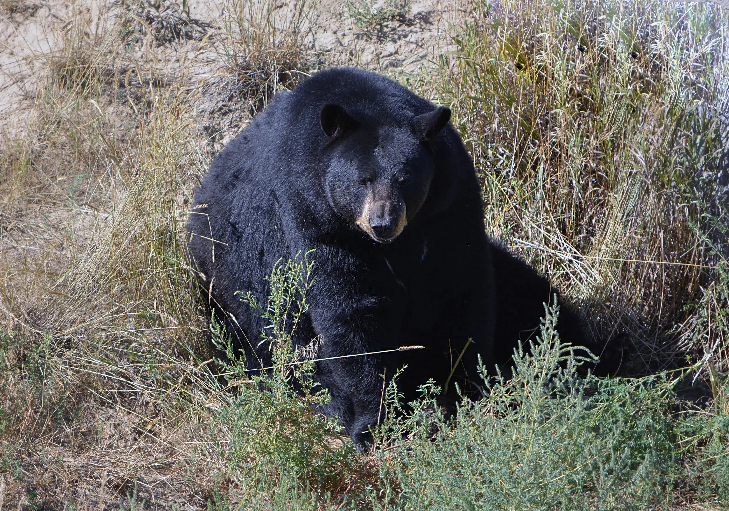 Silent Watcher of the Wild