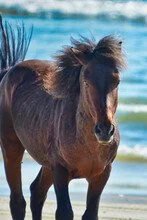 Free on the Wind: A Wild Dash in Corolla
