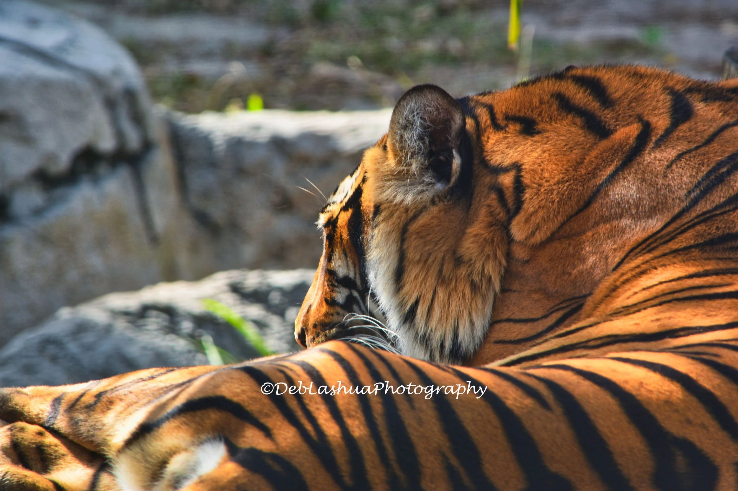 Stripes in Quiet Repose