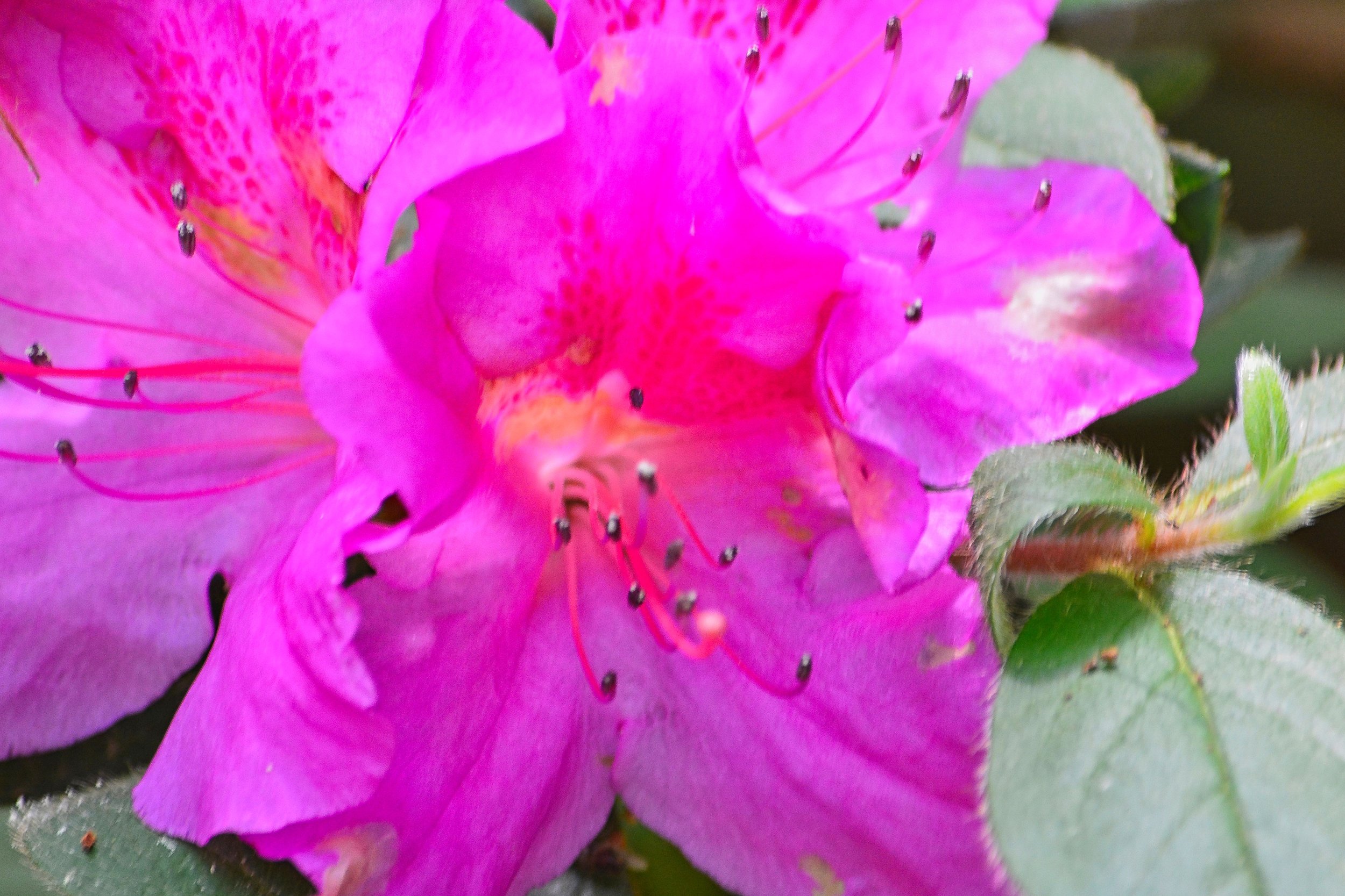 Radiance in Bloom: The Azalea's Flourish