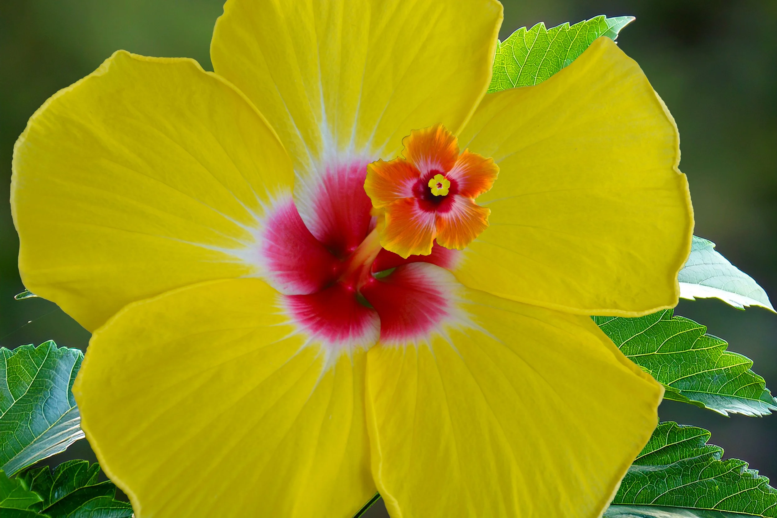Radiant Hibiscus: A Triple Bloom