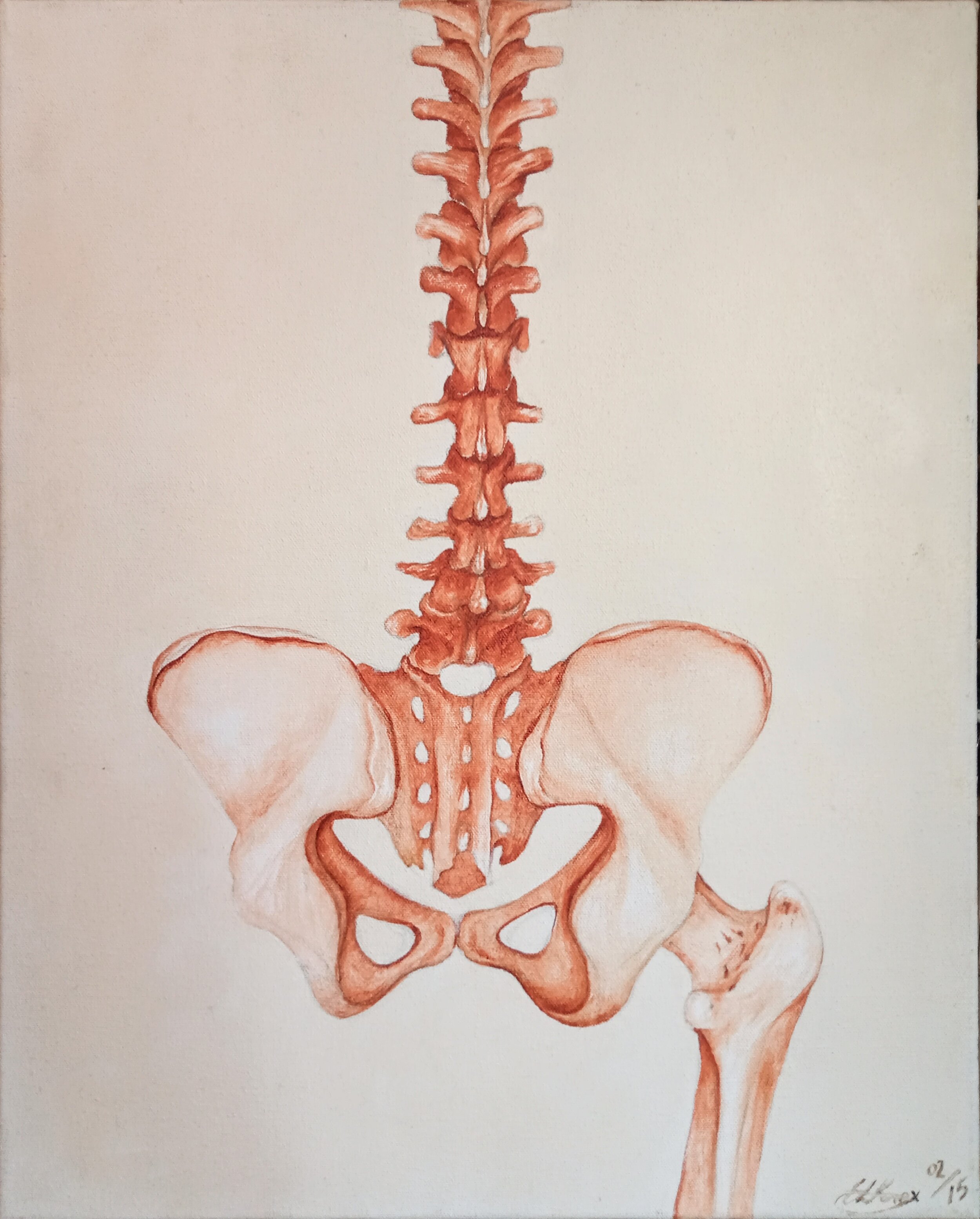 'Pelvic girdle and leg' - oil on canvas