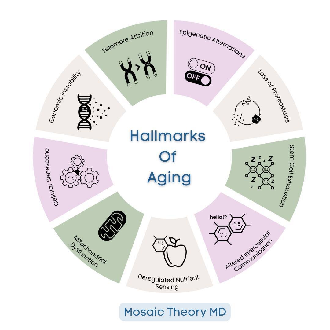 Aging drives chronic disease and frailty (heart disease, stroke, dementia, cancer, metabolic illness, loss of muscle/strength, loss of bone mass etc). ⁠
⁠
Geroscience has helped to identify mechanisms thought to contribute to aging, summarized as &qu