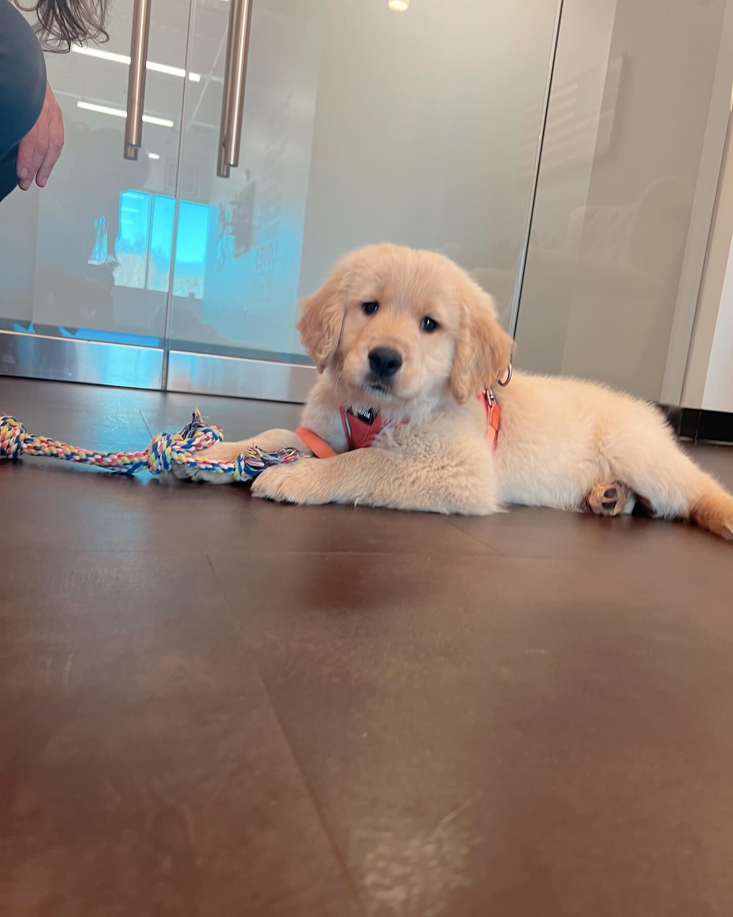 Unexpected visitor 🐶❤️

Though it&rsquo;s not uncommon for patients to bring their family members with them from time to time when they come to see us&hellip;however&hellip;this particular family member was an adorable surprise! 🥰

This little floo