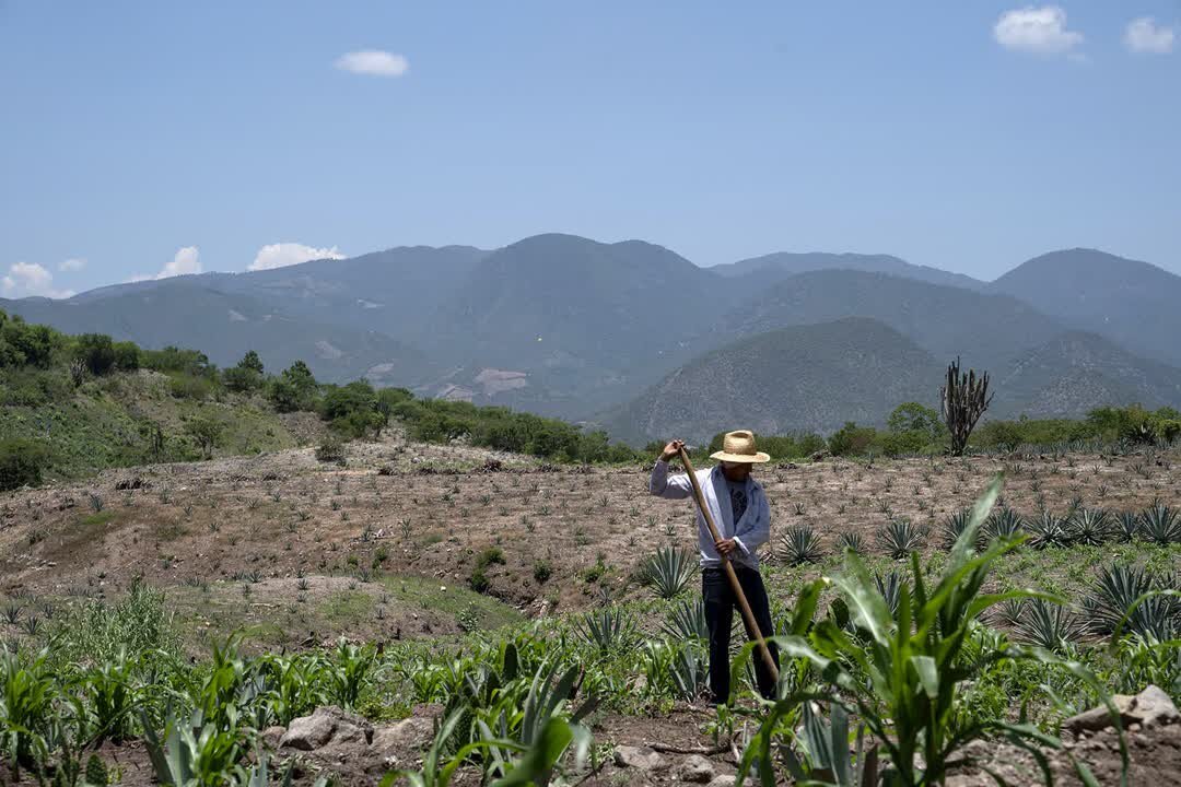Benesin is a synthesis of generations of knowledge passed down from the people that have produced and consumed mezcal for centuries. When you consume Benesin you are supporting indigenous initiatives from San Juan del Rio, Oaxaca.

Learn more about B