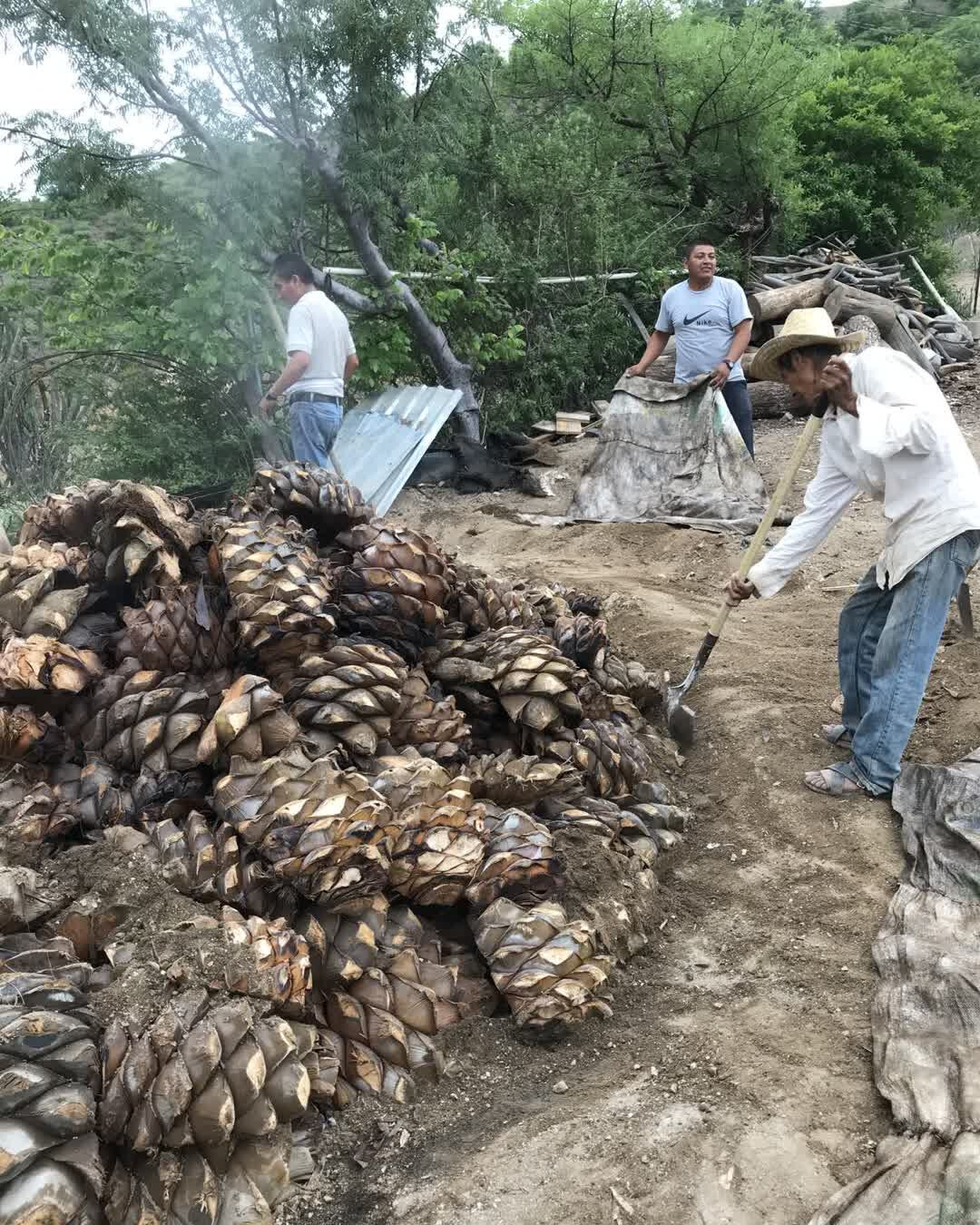 Benesin is not a mass produced Mezcal because we believe in quality and balance with Mother Earth. We bring the best of generations of knowledge in Mezcal production from the very same people that have consumed and produced mezcal in the communities 