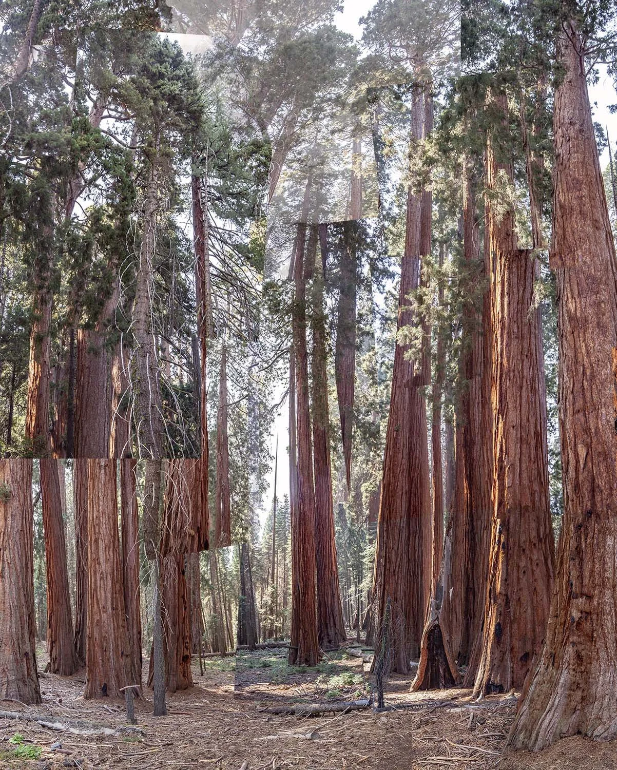 sequoiagrove3Bbb.jpg