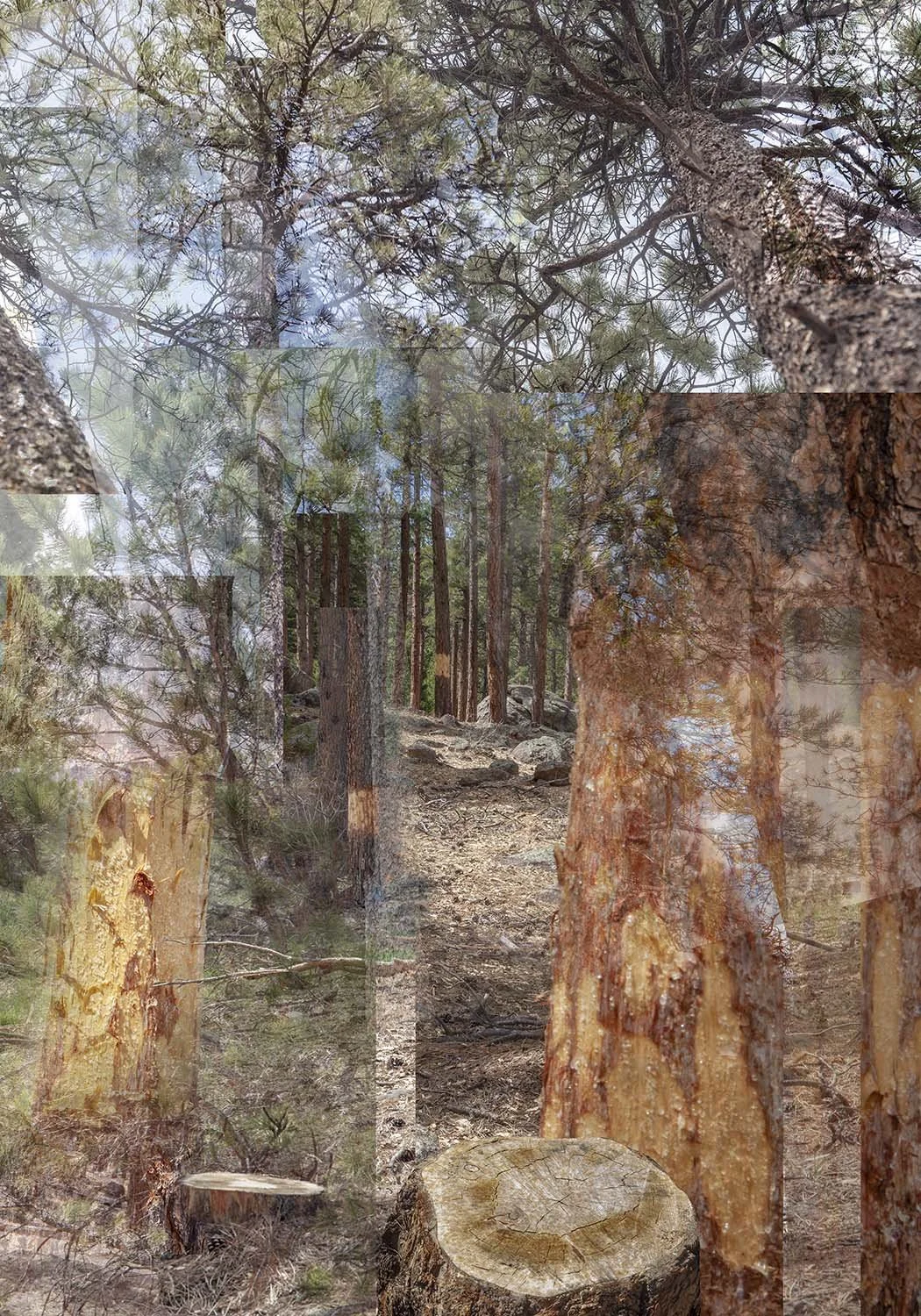 Montage of girdled Ponderosa pines