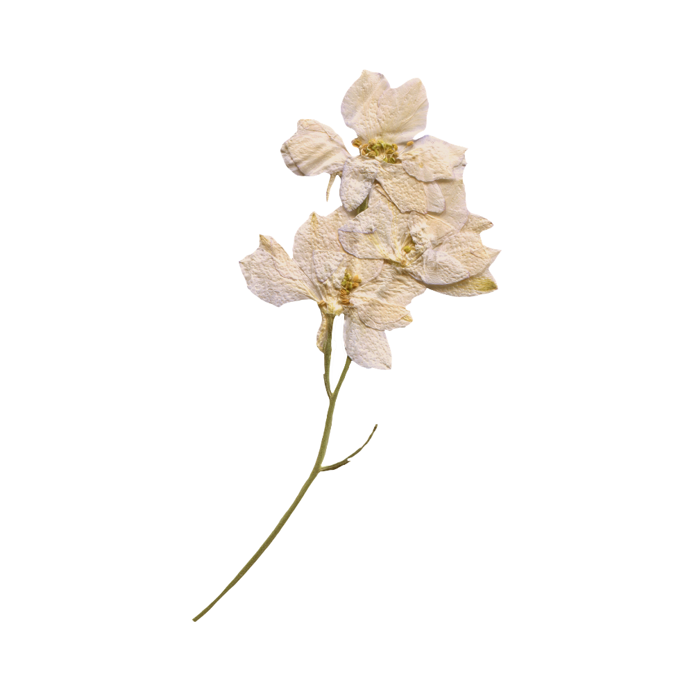 A dried white flower with multiple petals and a long green stem against a black background.