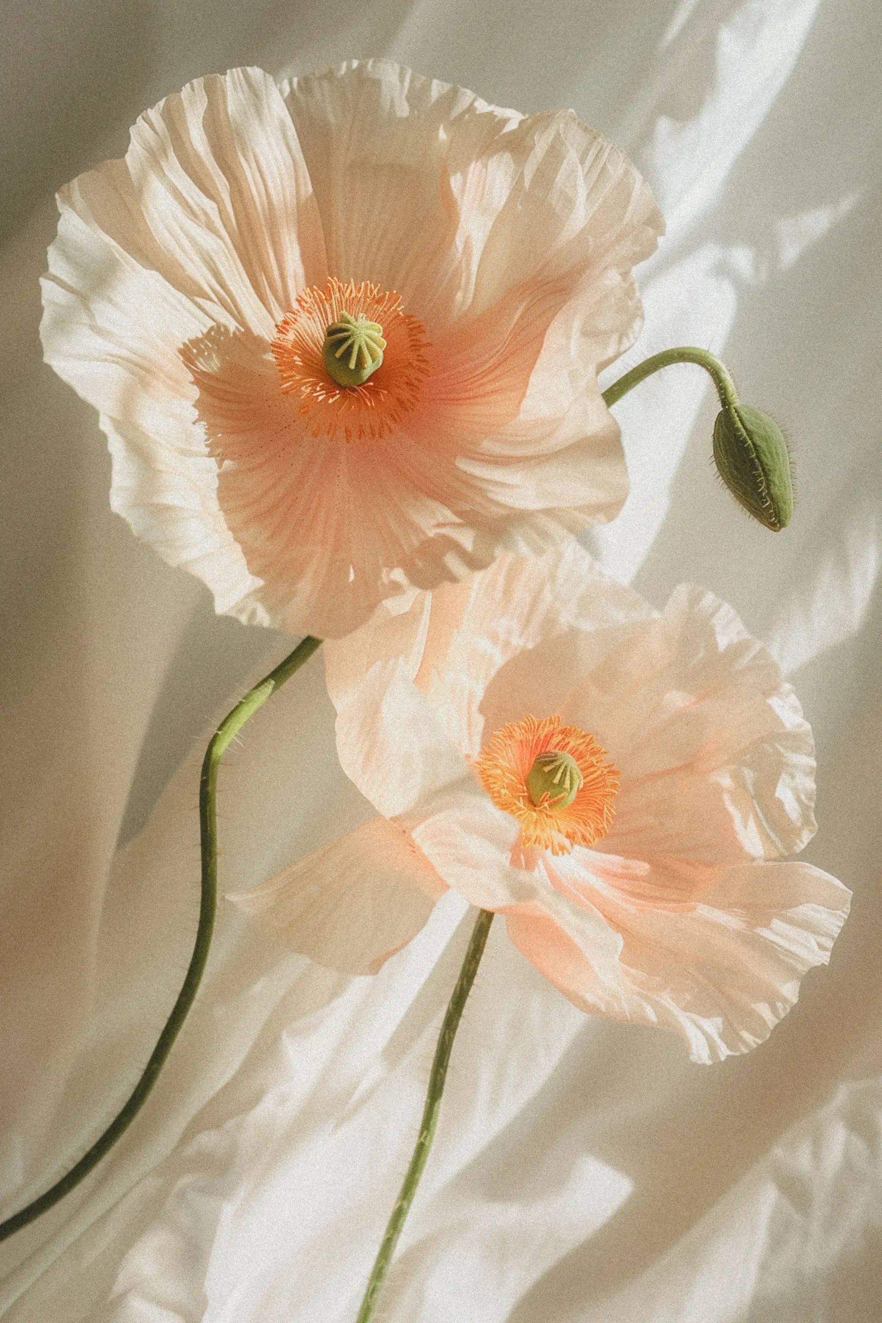 soft_peach_poppies_in_sunlight.webp