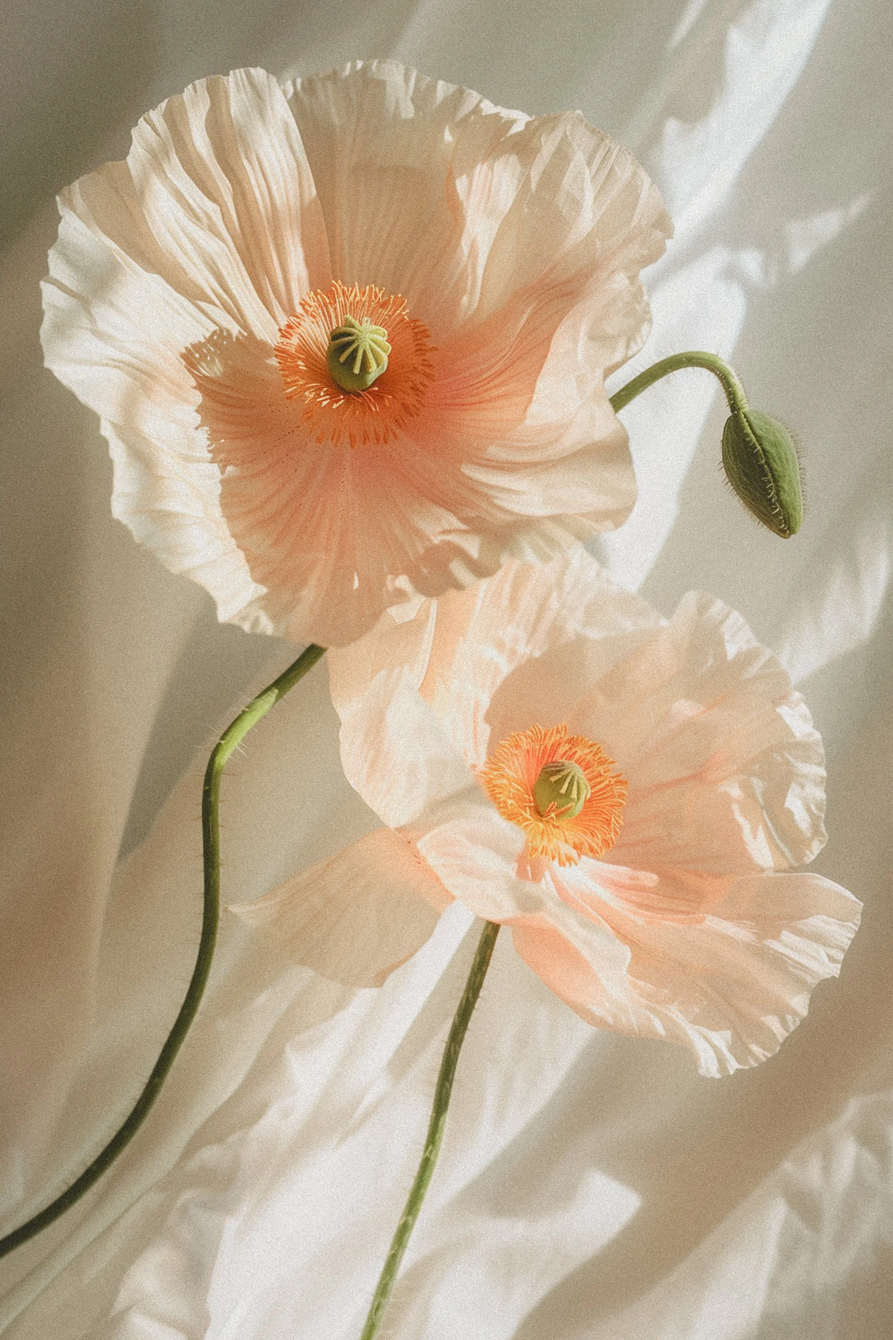 soft_peach_poppies_in_sunlight.jpg