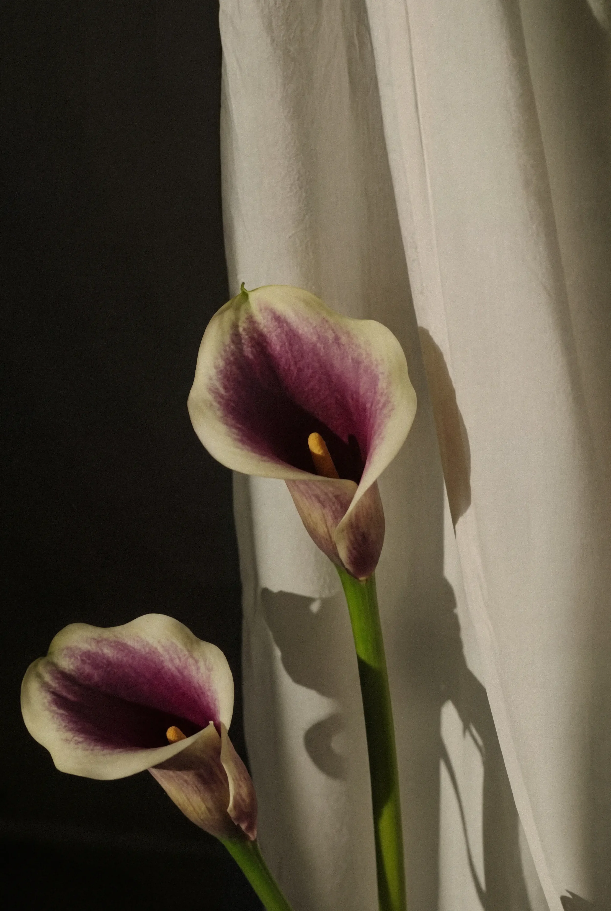 Two calla lily flowers with white petals and purple centers, shown against a black and white background.