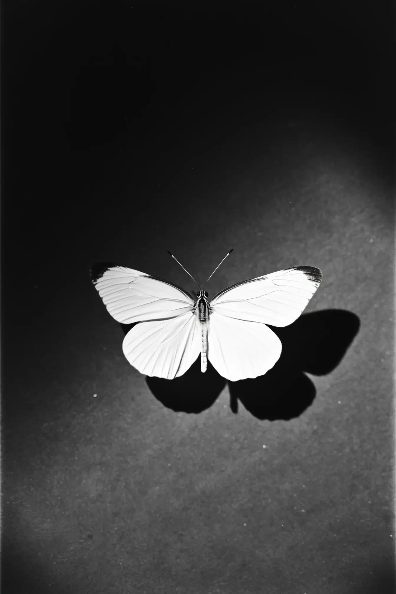 A black and white photograph of a butterfly with open wings, casting a shadow on the surface below.