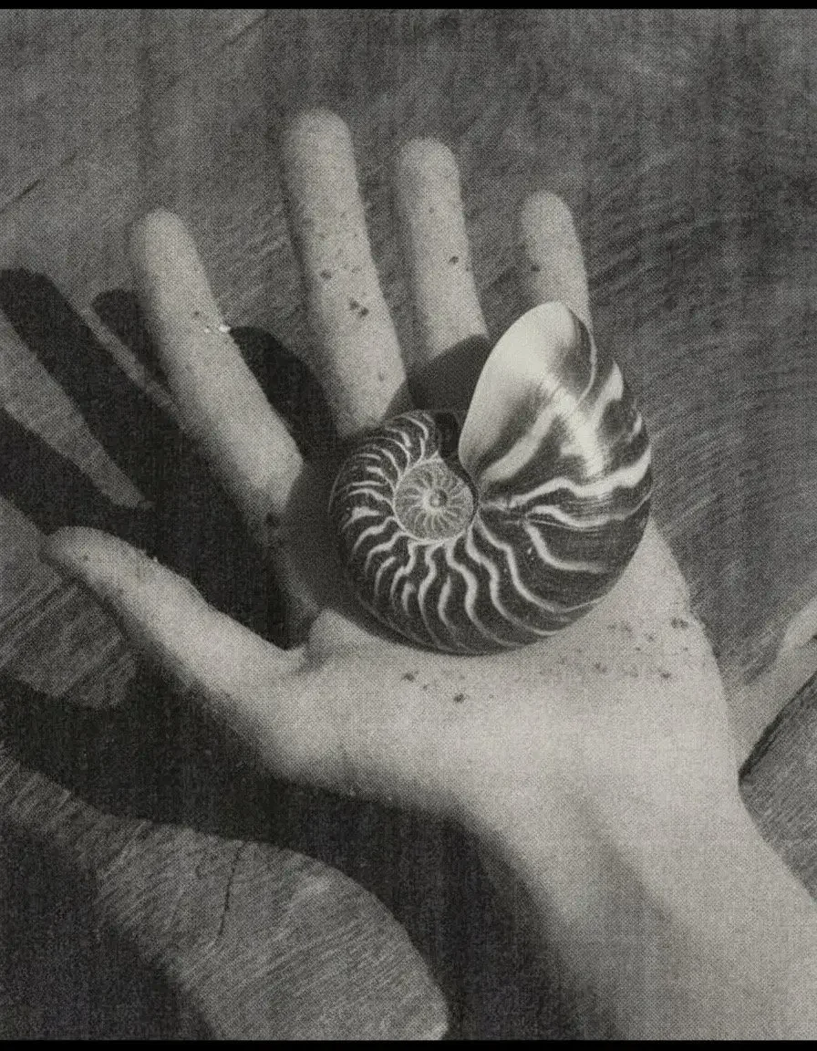 Black and white photo of a person's hand with a nautilus shell ring on the finger, resting on a wooden surface.
