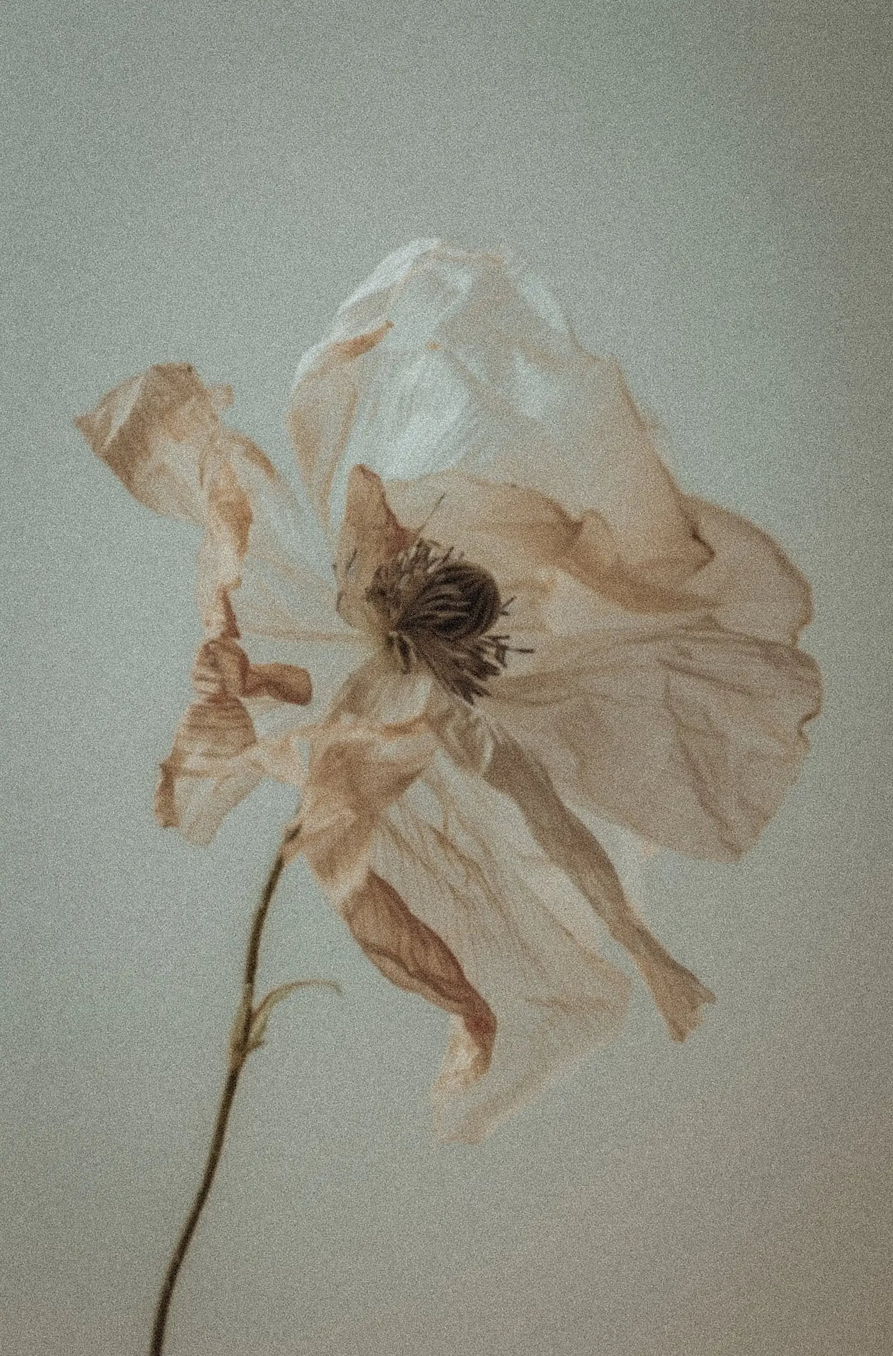 A dried, fragile, light-colored flower with a dark center against a plain background.