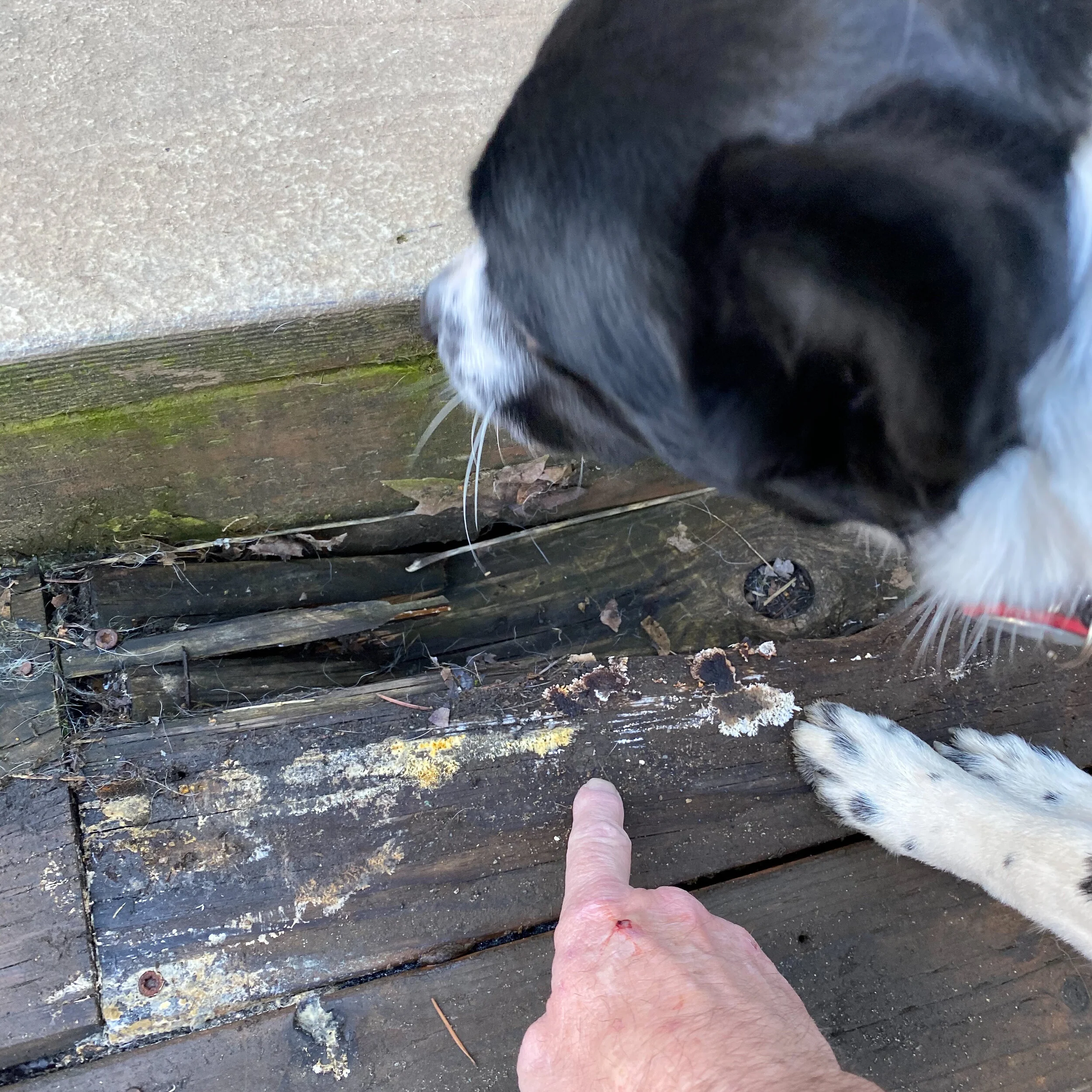 Close-up of a black and white dog's face and a person's hand pointing to a damaged wooden deck with dirt, leaves, and a rusty screw.