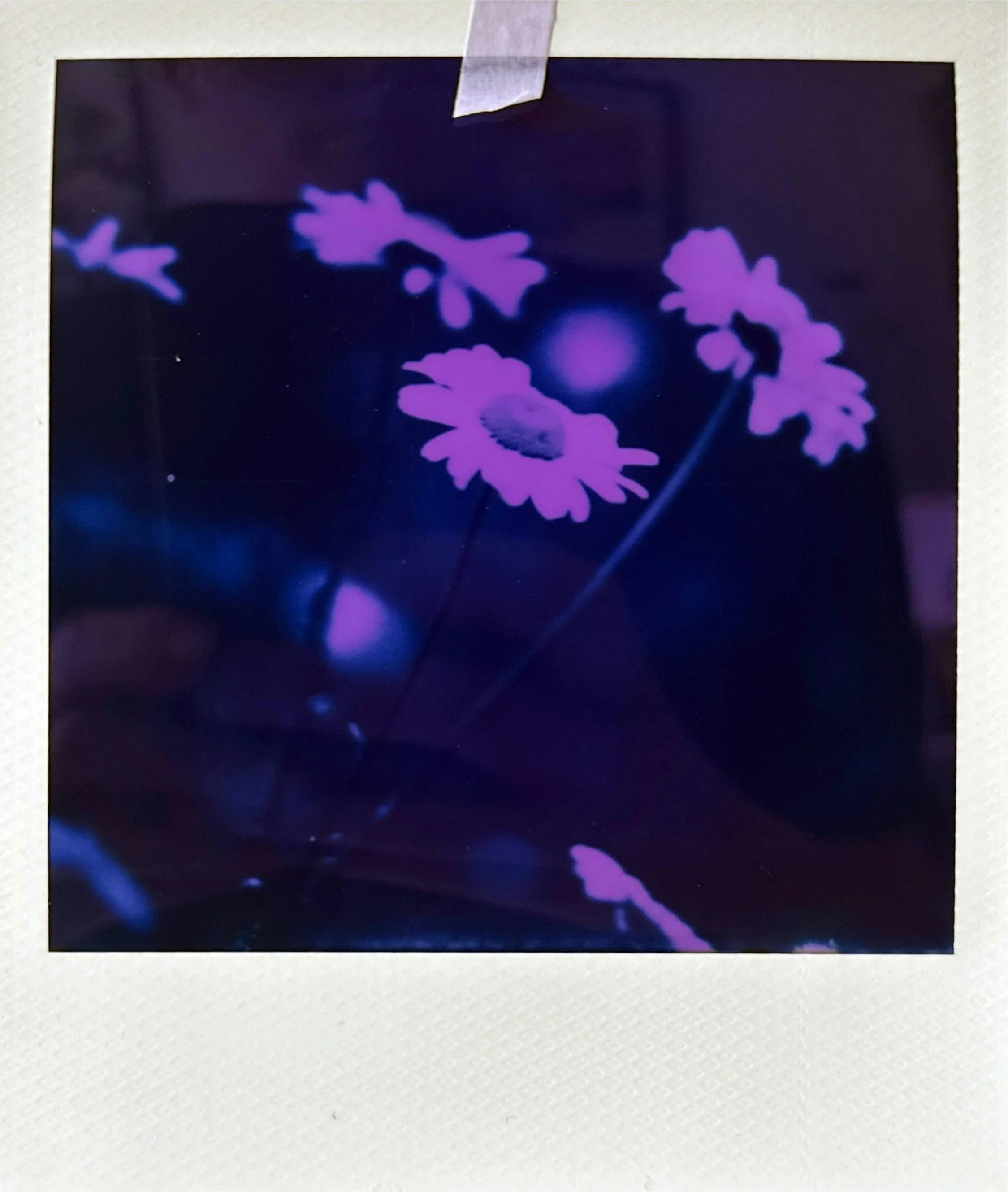 May at Thrive Embodied Arts: Floral Metamorphosis and the Practice of Taking Up Space