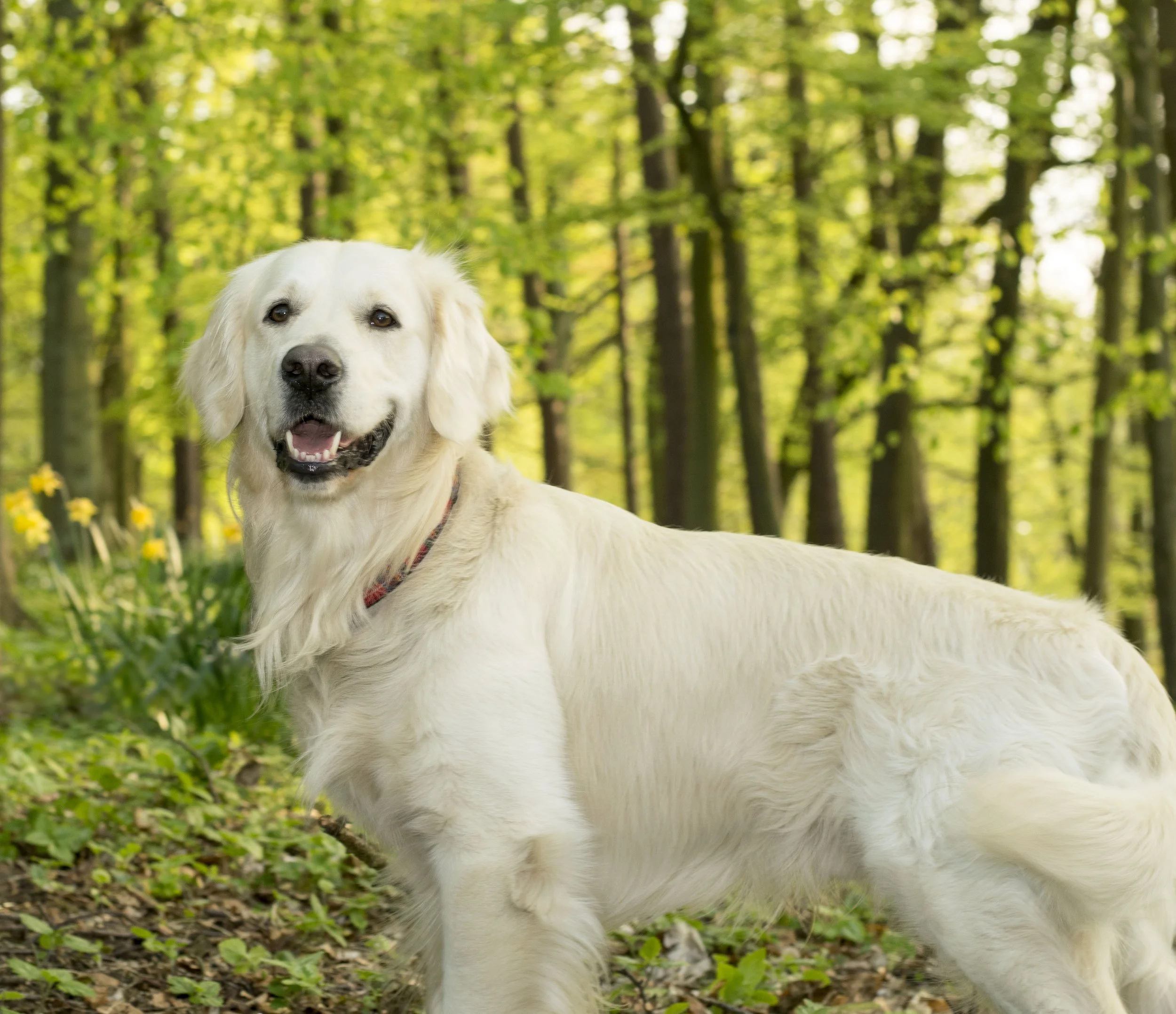 Brief 2 - Pet - Location.jpg