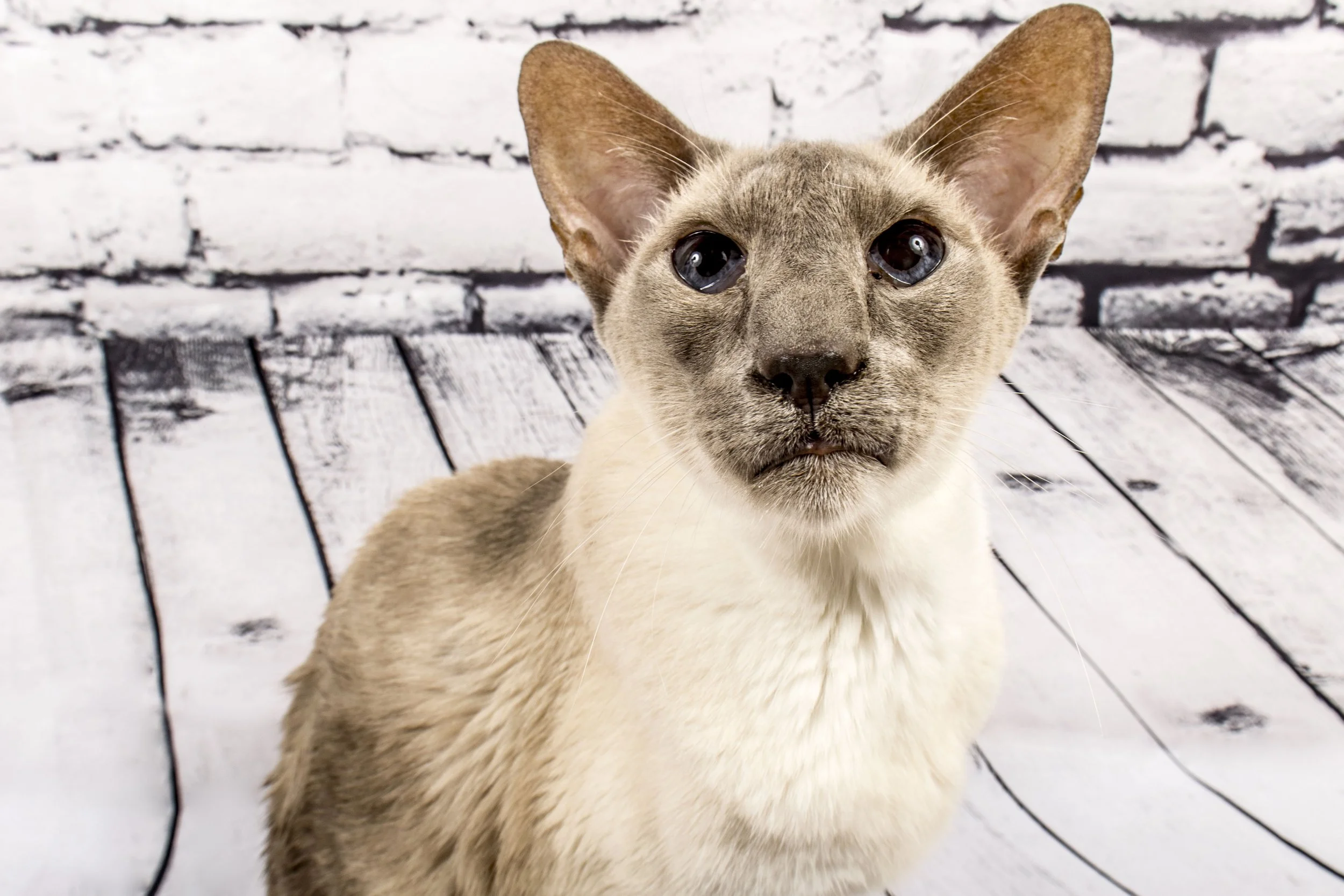 Brief 7 - Pet - Studio.jpg