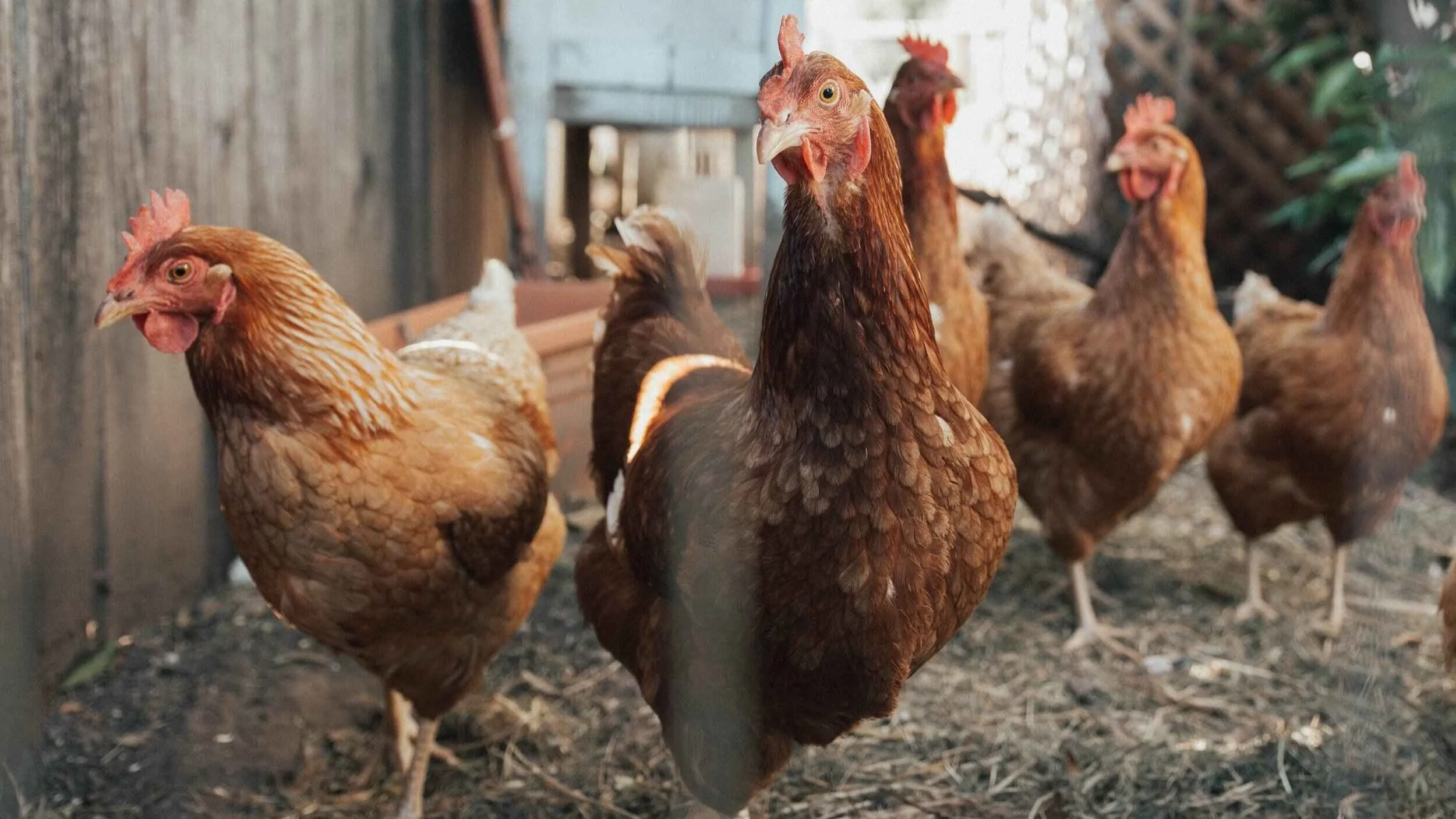 Farm Fresh Experience with Chickens at Amaru Nicaragua