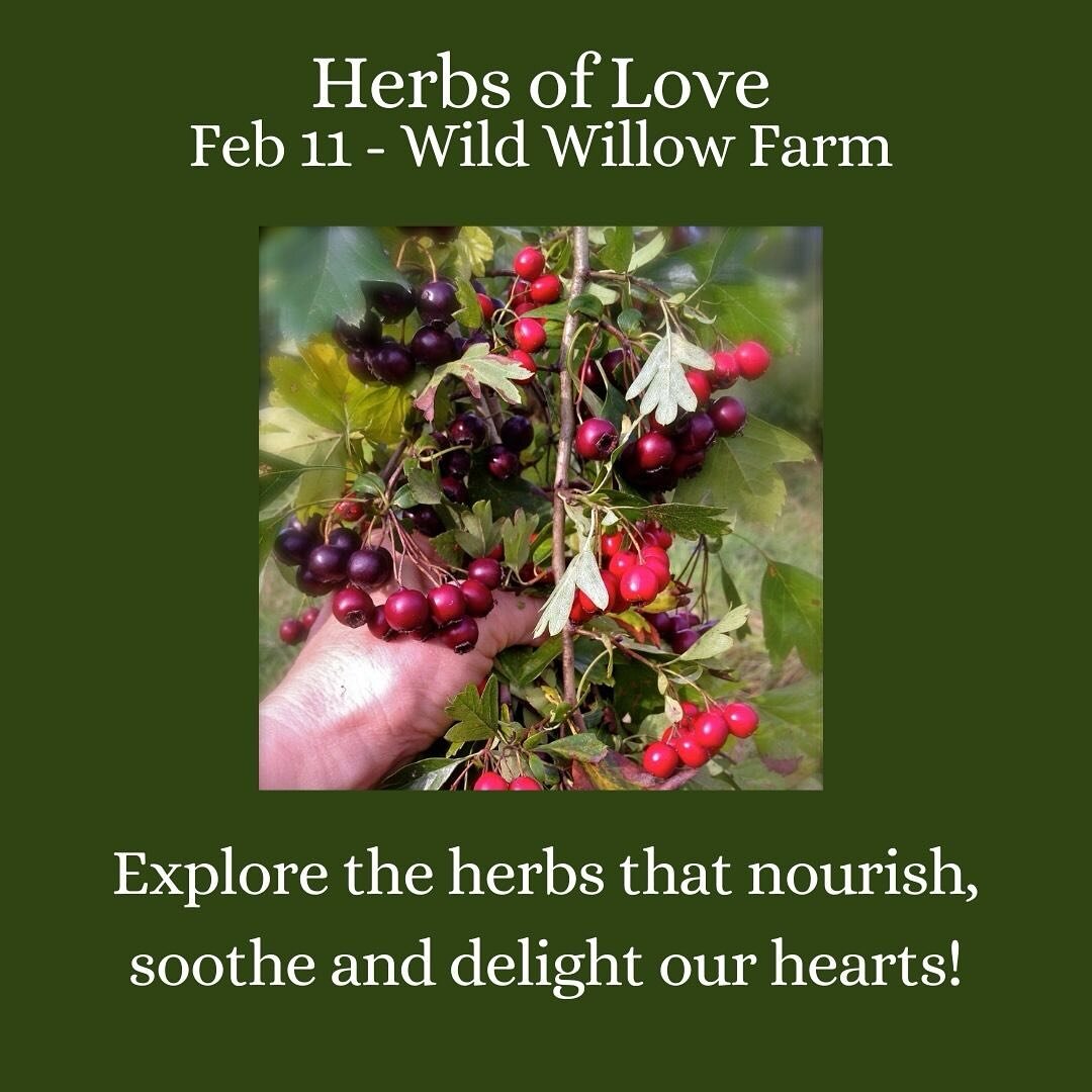 Hi Friends! Wow it has been awhile! 
January kind of kicked my booty. But I&rsquo;m excited to jump back in and have some really fun classes planned. 

First up - is one of my favorite topics - Herbs of Love! 
We don&rsquo;t discuss this aspect of he