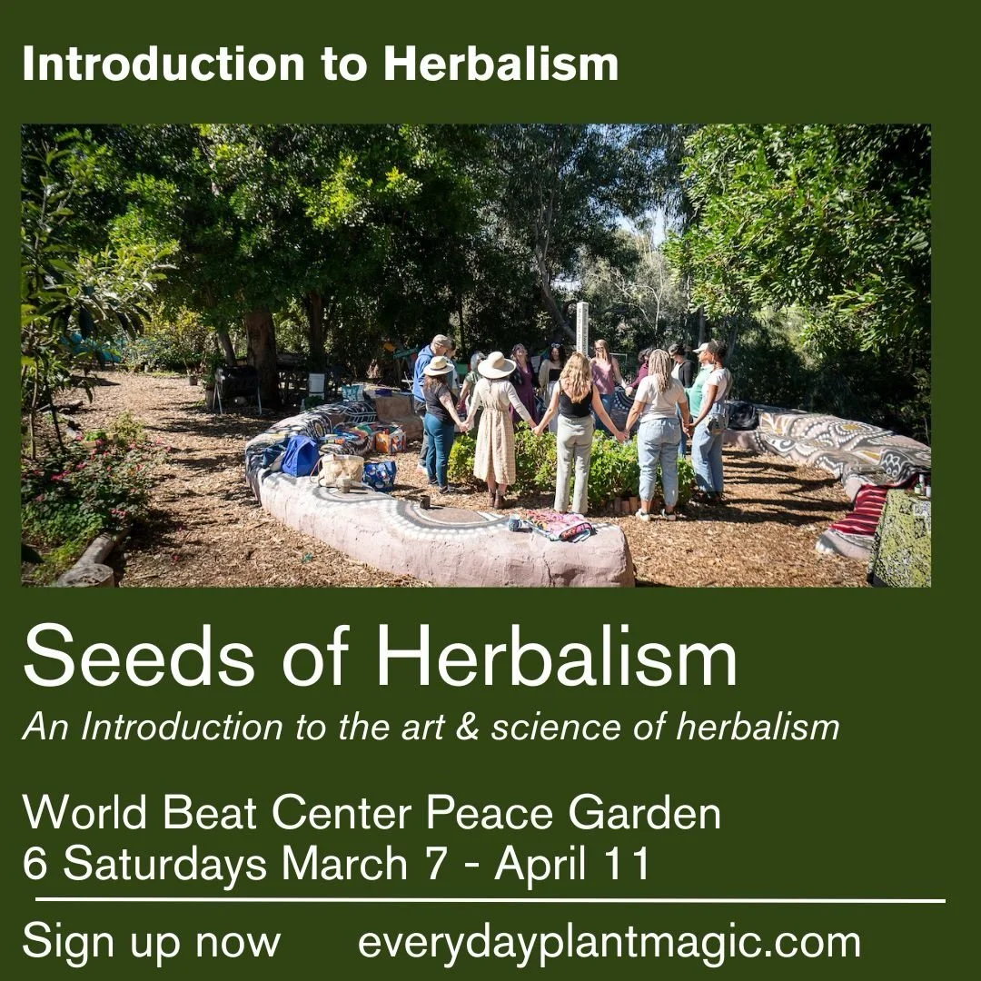 Seeds of Herbalism - An Introduction to the Art &amp; Science of Herbalism 🌿💚🌿
Class begins Saturday March 7 - 10-12:30pm 
6 Saturday&rsquo;s March 7 - April 11

🙏🏼 Thank you to @worldbeatcenter for giving my classes a home!&nbsp;
💚 The class s