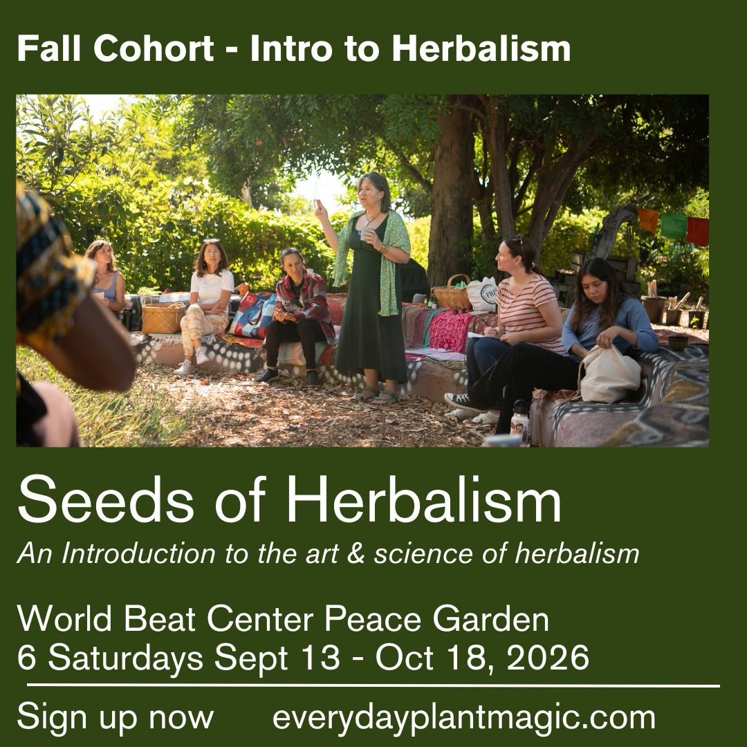 Hello Herby Friends!&nbsp;
I am excited to announce to you that registration for Seeds of Herbalism - An Introduction to the Art &amp; Science of Herbalism is open for fall registration.&nbsp;@worldbeatcenter 
🌿
I hope you will join me to build your