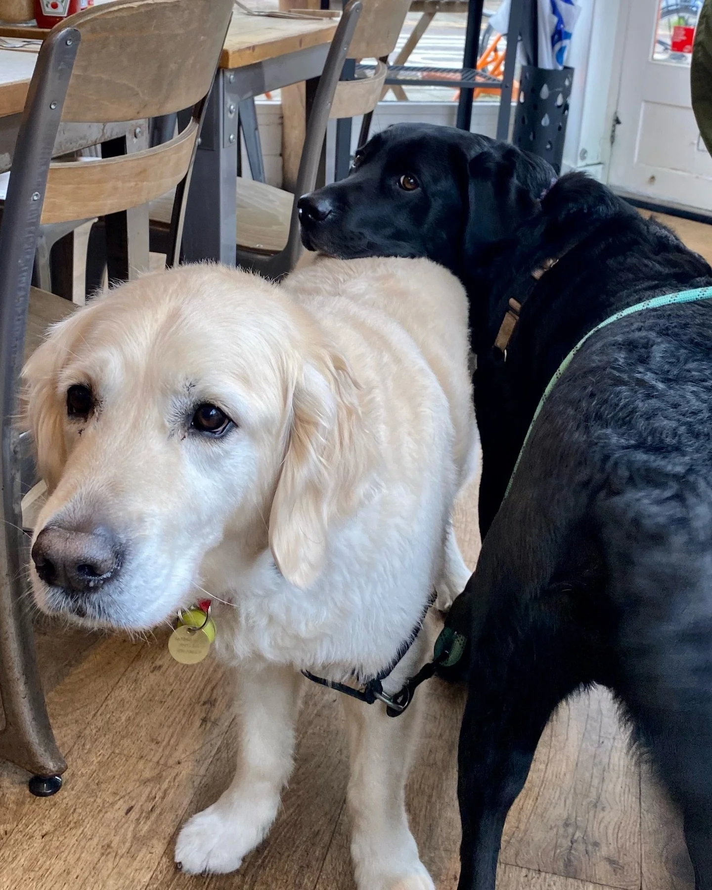 Paws what you&rsquo;re doing&hellip; brunch just got a whole lot cuter 🐾☕

#brunchspot #dogfriendlycafe #londoncafe #coffeeislife #dogcafe