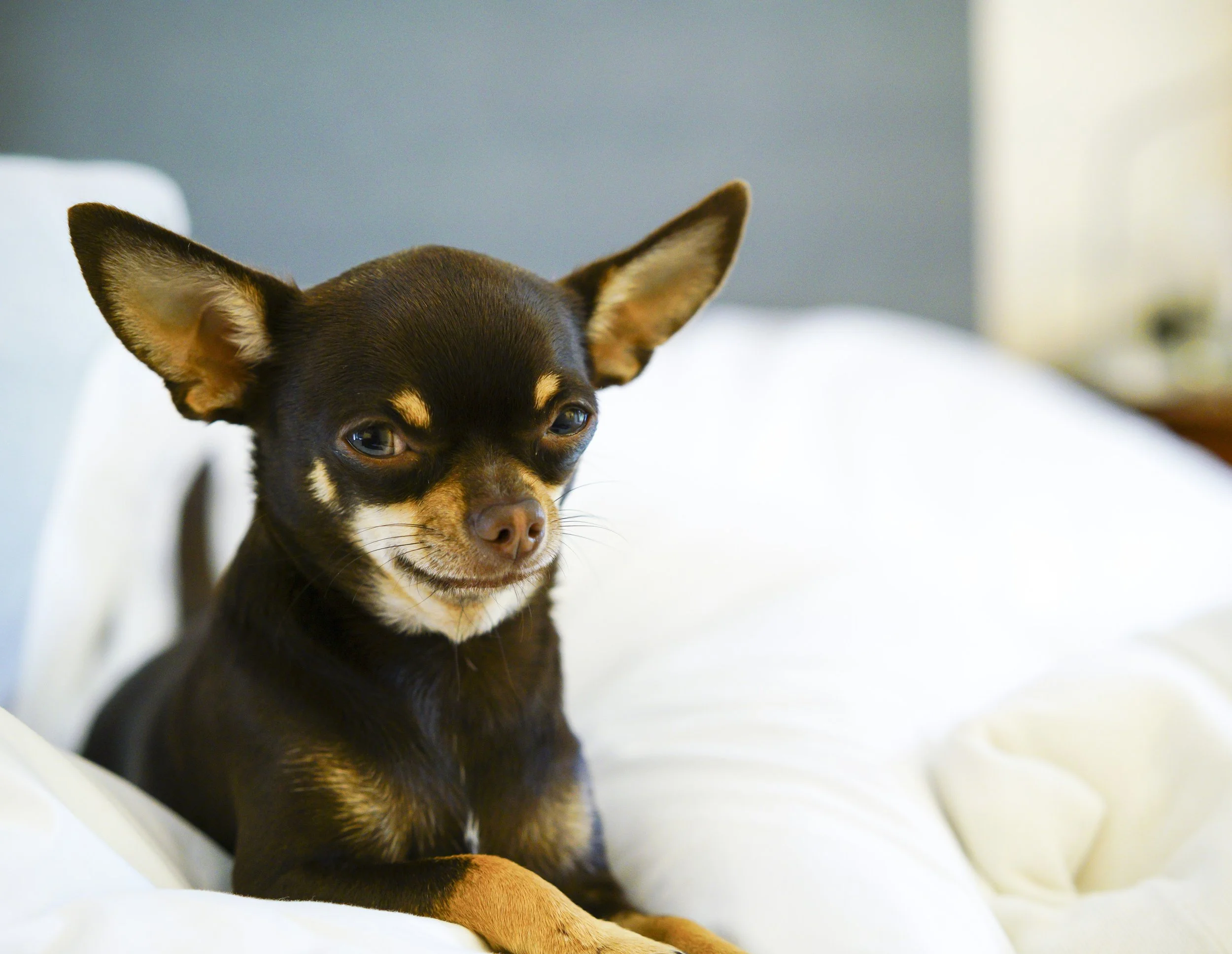 A small black and tan Chihuahua dog, Peanut, resting on white bedding. An independent, family-run café in South West London