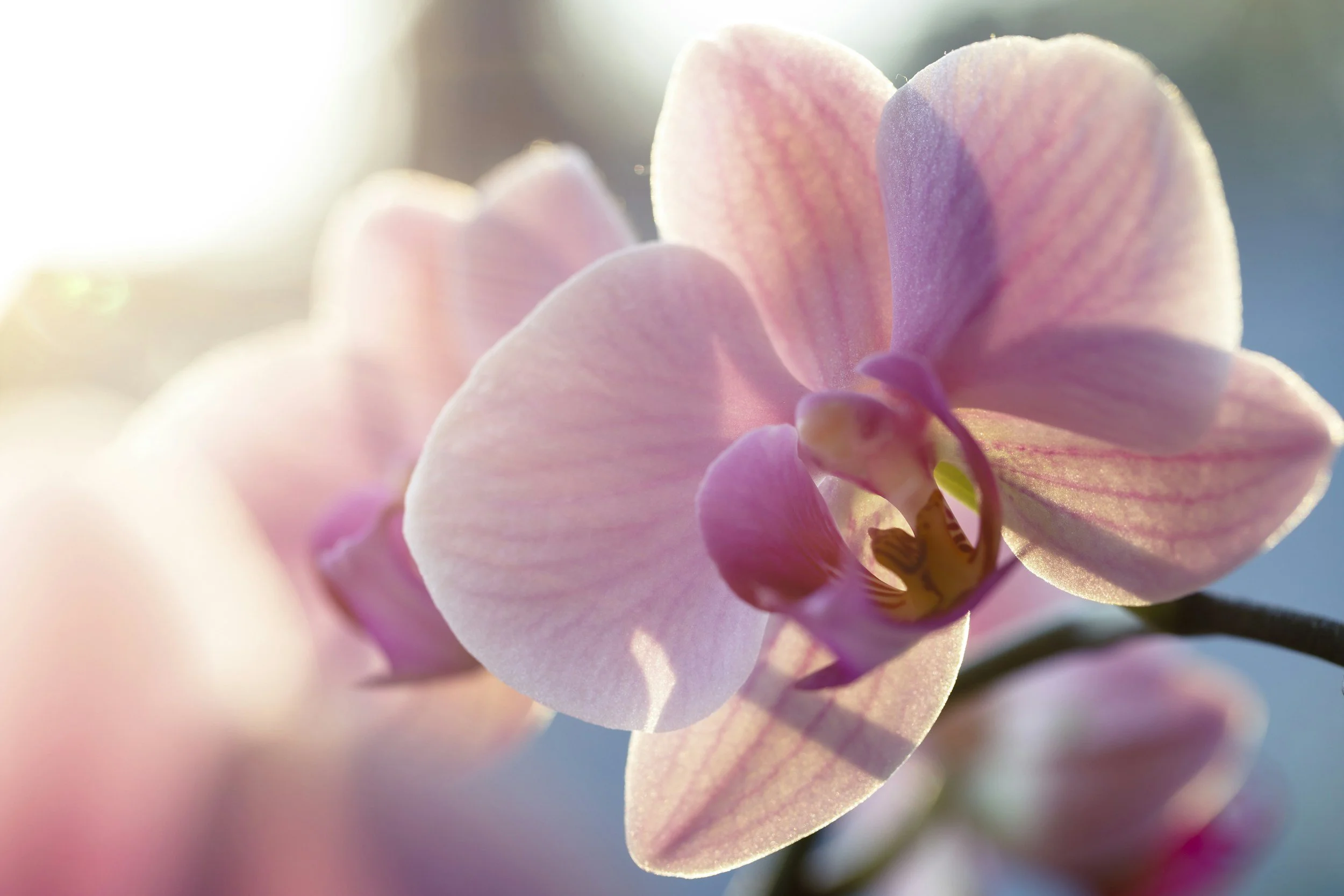 Fantastical Fake A** Mystics, Psychics, &amp; Head-Wrapped Spiritual B*tches &amp; Where to Find Them