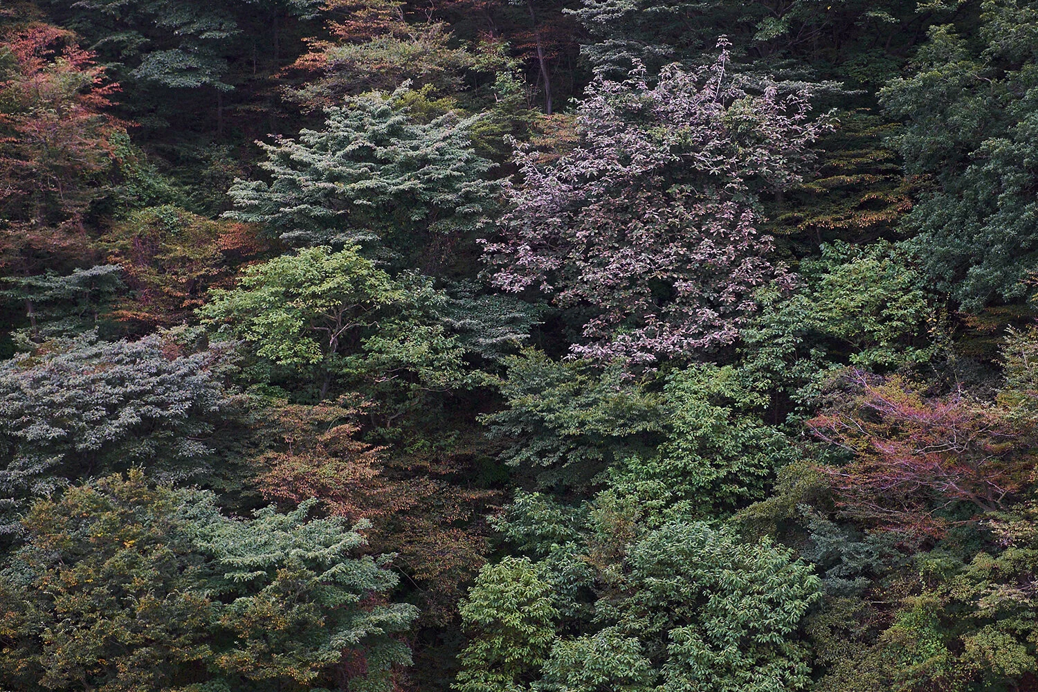 thisiskyle_kyle_ellis_photography_travel_japan_tokyo_kyoto_osaka_17.jpg