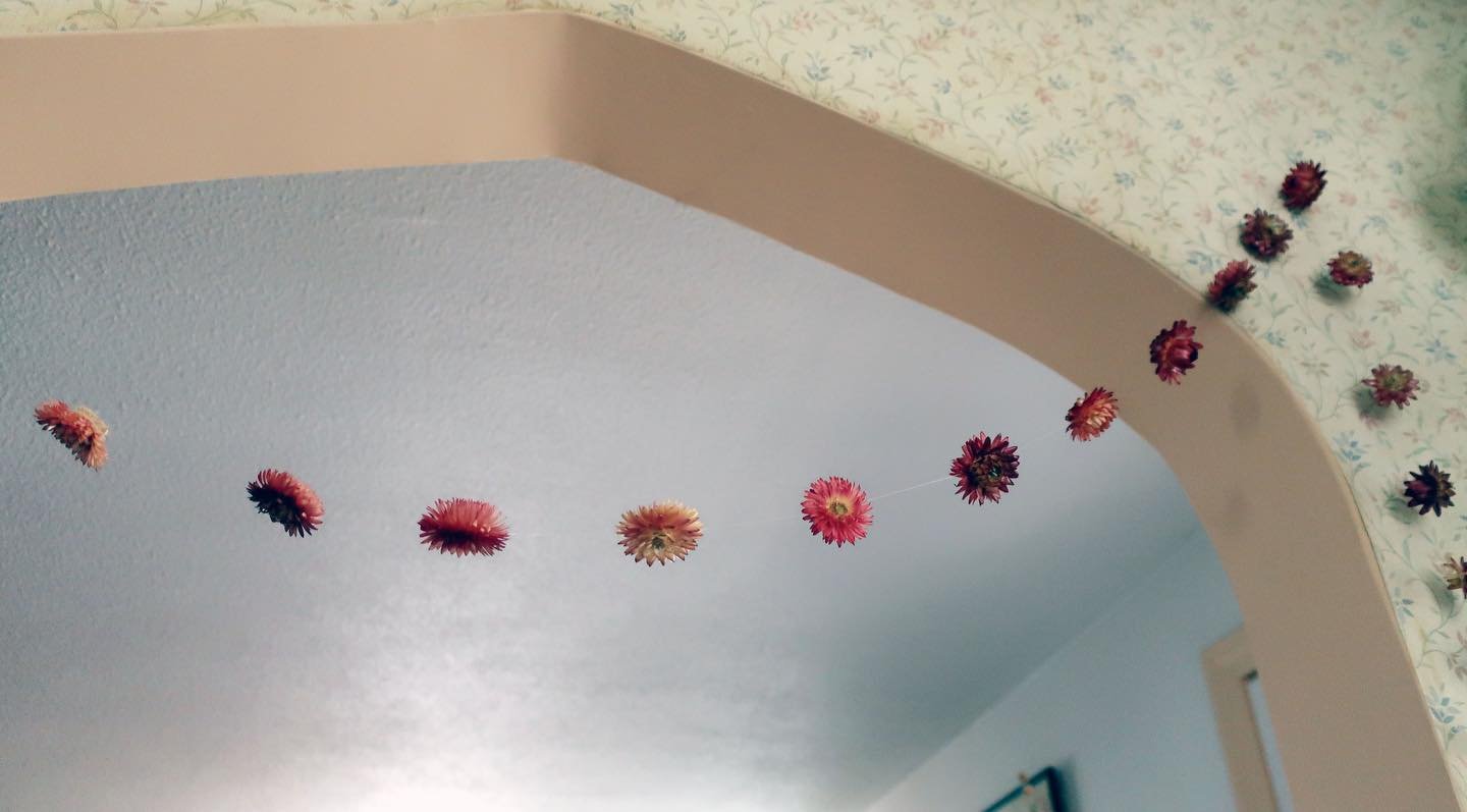 everlasting daisy-chains!

4&rsquo; floating-garlands available for just $20 🌼

found at my flower stand on Summer St. in Amherst ❄️