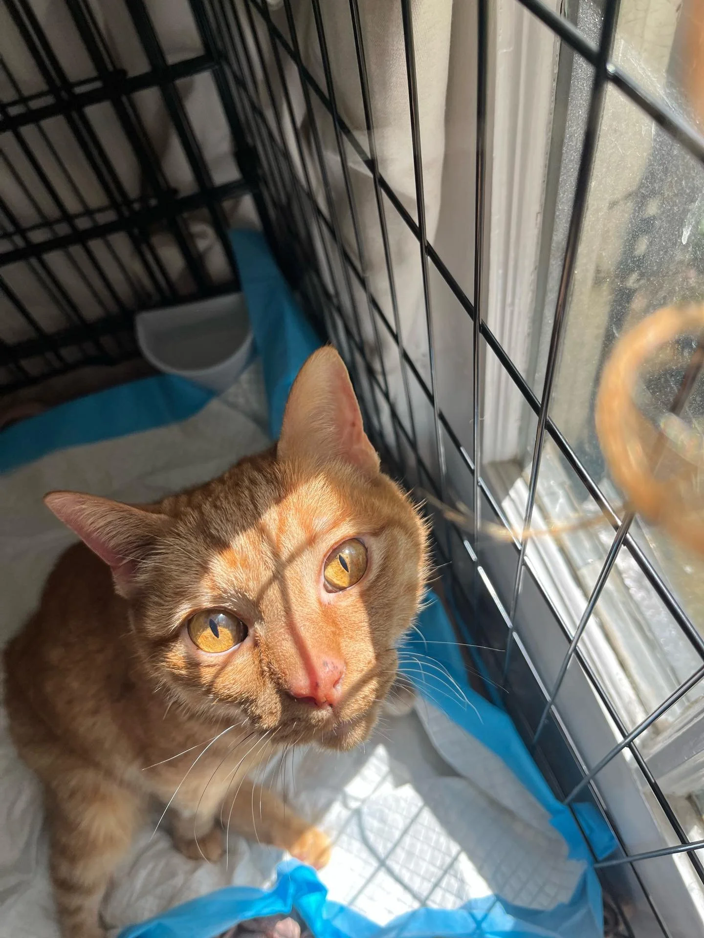 On May 6th I woke to discover my adventurous, athletic, &amp; beloved 11 year old cat Scamp suddenly could not move his hind limbs.

Upon initial diagnosis of a stroke/blood clot at a local emergency vet it made sense to get him to a specialist.

The