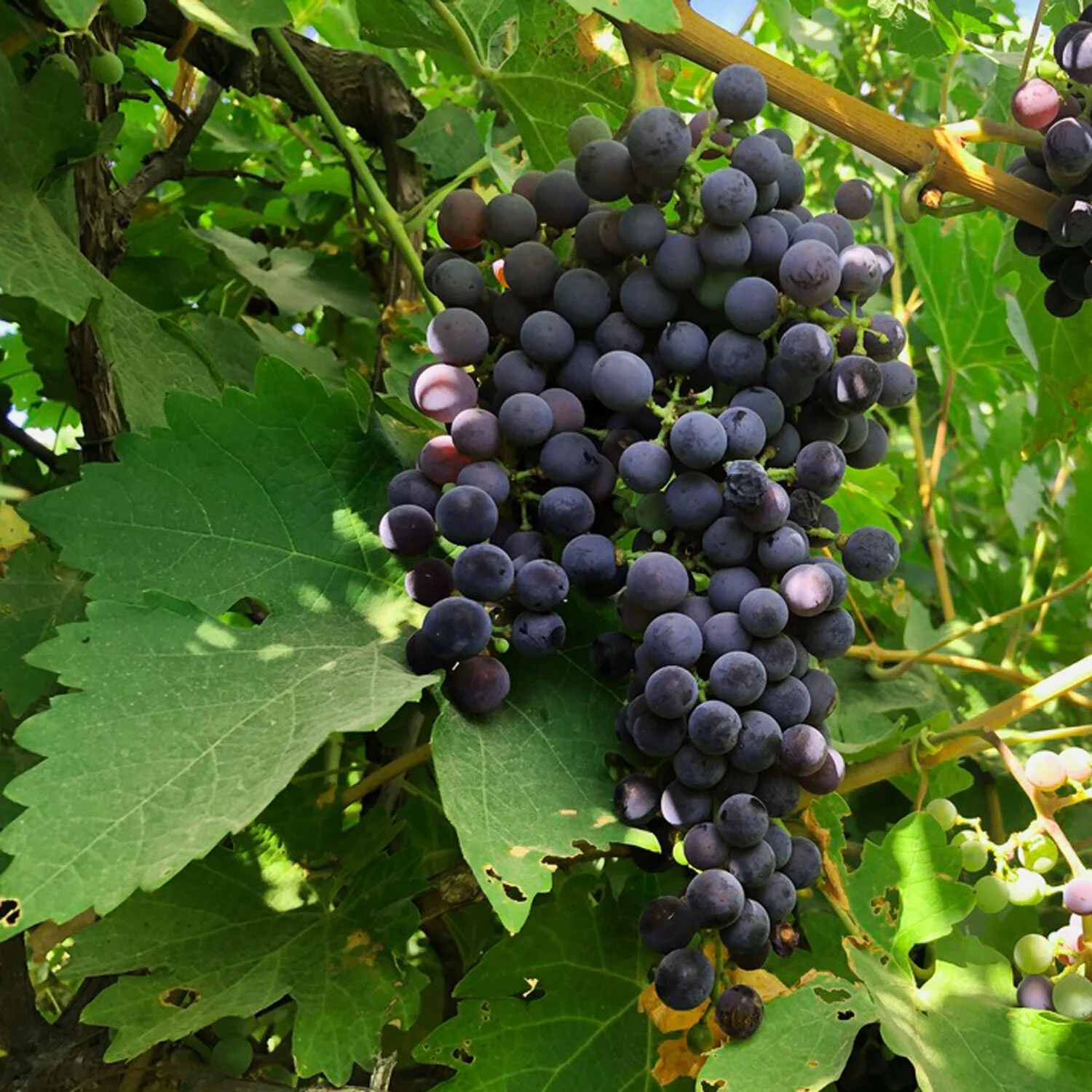 Matchbook Wine Company — Yolo County Vineyard & Winery Association