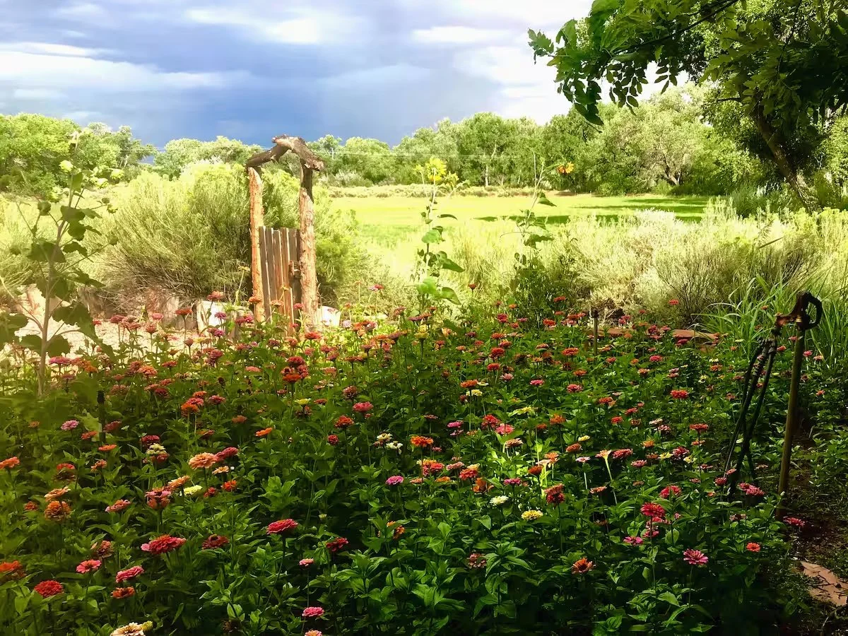 RLM zinnia garden.jpeg