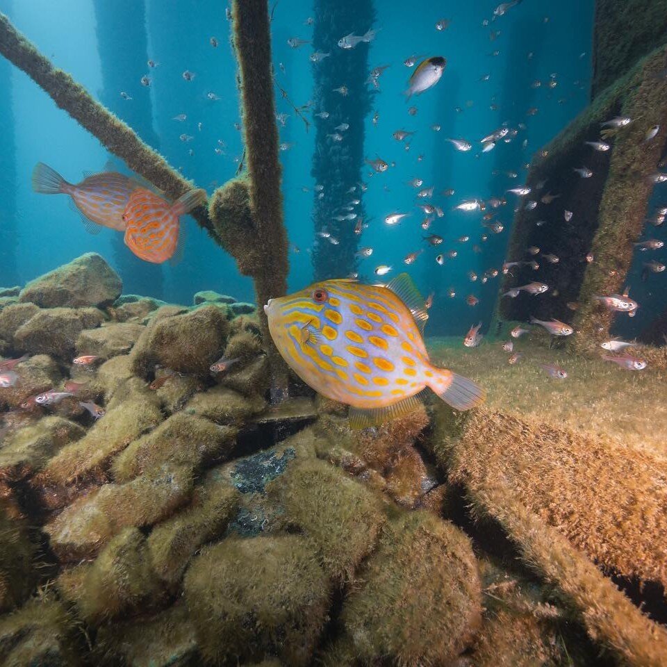 Enjoy an Exclusive SWL Experience and dine eight metres below the waves at the Busselton Jetty Observatory. ⁣
⁣
Enjoy this bespoke experience with friends or family with a 3 course meal prepared by the incredible Tony Howell, whilst you explore the i